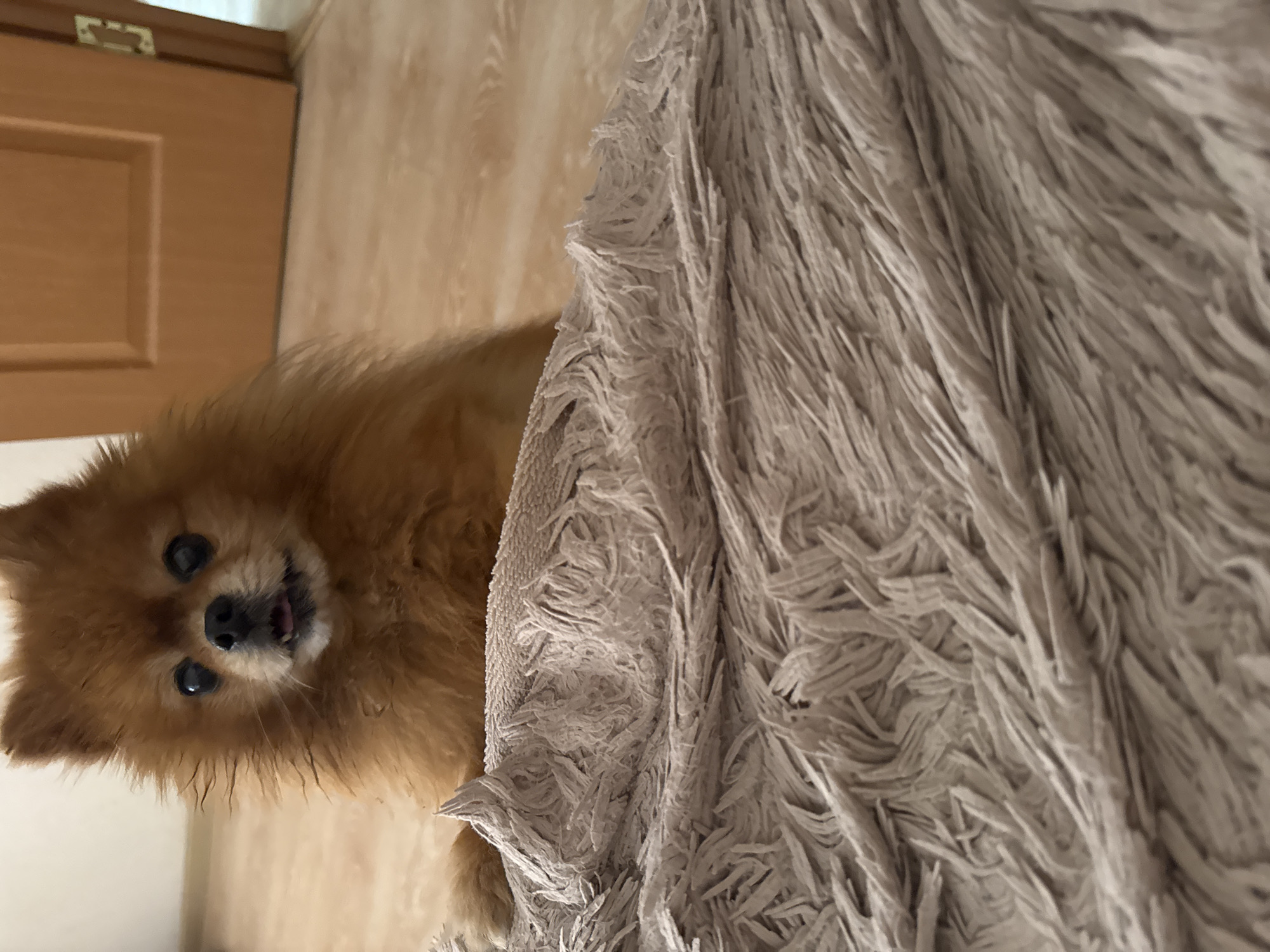 A tan Pomeranian dog is the subject of this indoor, eye-level, medium shot. The dog is positioned in the upper left quadrant of the frame, with its head slightly tilted to the left. Its eyes are black and open, and its mouth is slightly ajar, revealing its pink tongue. The dog's fur is a light brown or tan color and appears fluffy and somewhat disheveled. The dog is resting on a light brown, shaggy rug that occupies the foreground and lower portion of the image. The rug's texture is rough and appears to be made of synthetic fibers. In the background, to the right of the dog, a closed wooden door is visible. The door is a light brown color with a vertical panel design. A sliver of a brass door handle is visible to the right of the door. The floor appears to be made of wood planks. The lighting in the scene is soft and ambient.