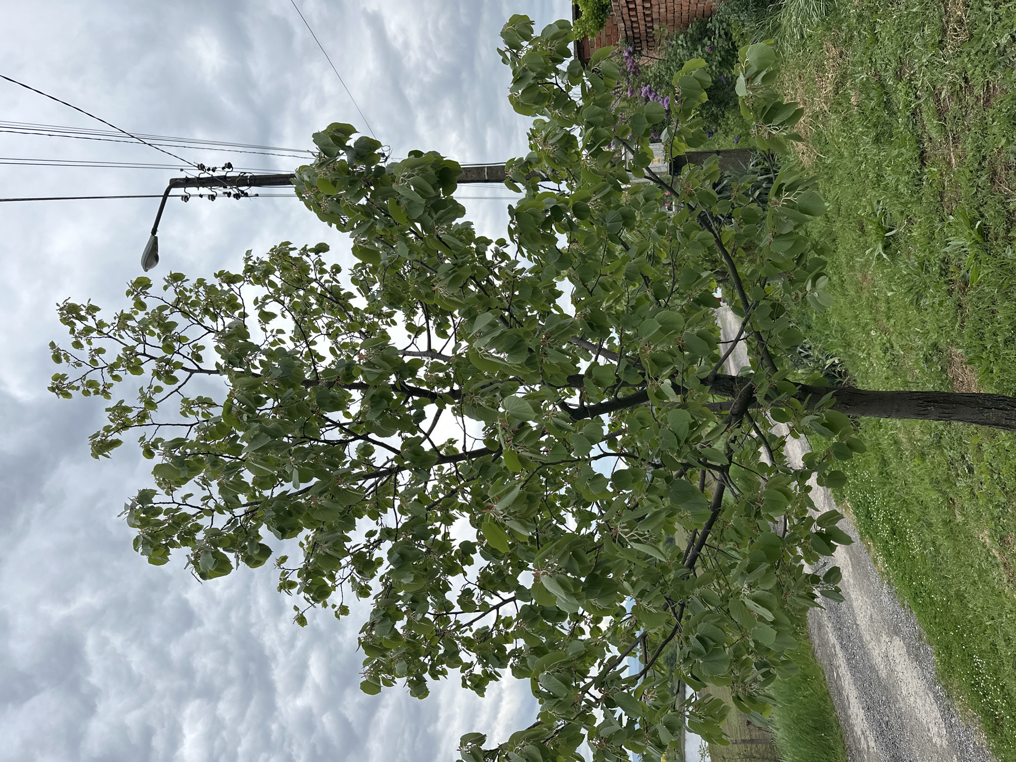 A low-angle shot of a tree with light green leaves dominates the foreground. The tree trunk is centered, with branches extending to the left and right. To the left of the tree is a utility pole with attached wires and a streetlight. Behind the tree, the sky is overcast with grey clouds. To the right of the tree, a gravel road runs along the side of a grassy area. In the upper right corner, a glimpse of a red brick wall and some purple flowers can be seen. The location is presumed to be Rogozinovo, Bulgaria. No people are visible.
