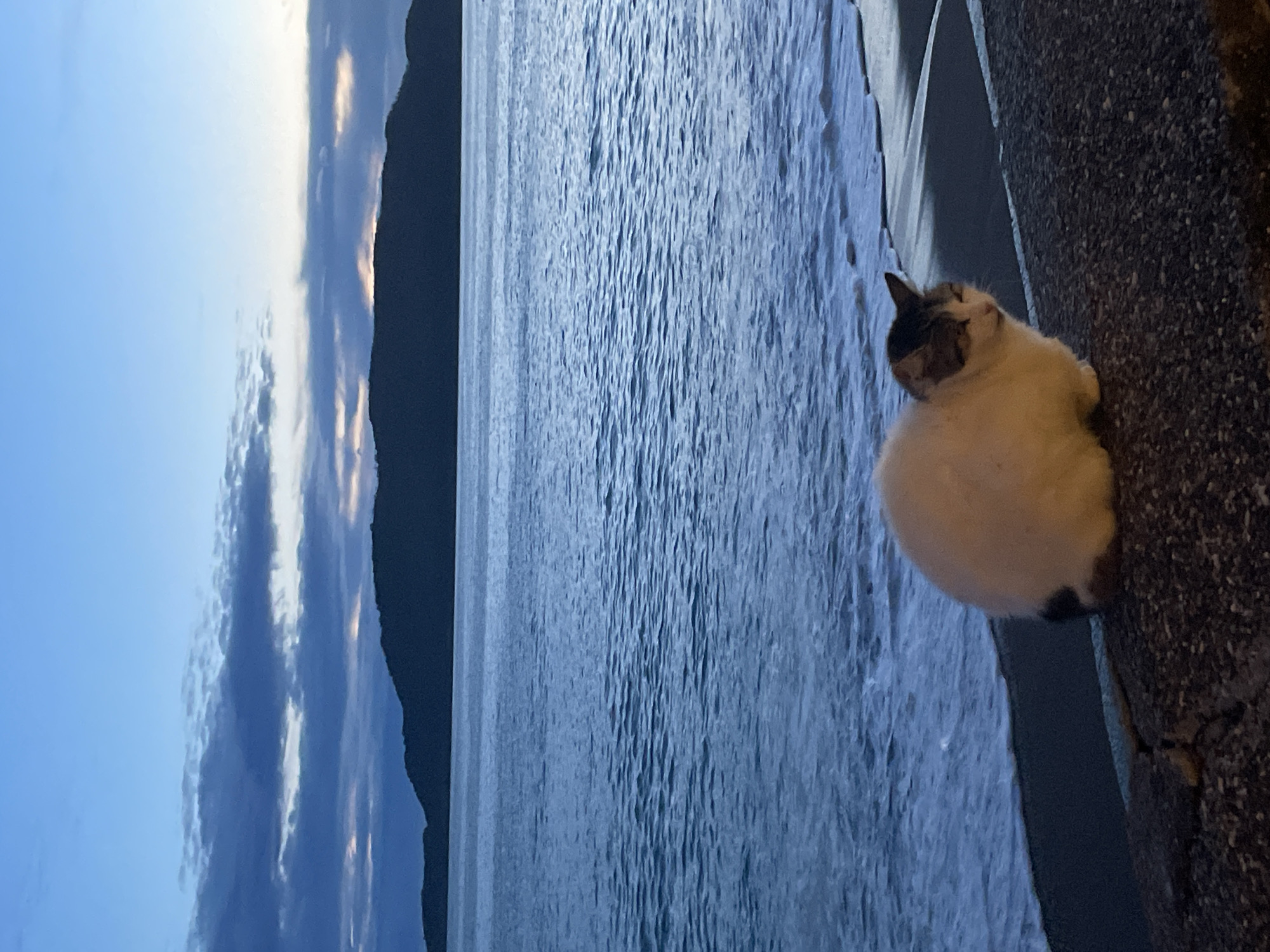 The image depicts a domestic cat situated in a coastal environment in Rafailovići, Montenegro, during twilight or dawn.
**Subjects:**
* A short-haired domestic cat occupies the lower right quadrant. The cat's fur is predominantly white, with distinct dark grey and brown markings covering its head, ears, and extending partially down its back. A smaller dark patch is visible on its lower back/tail area. The cat is seated with its body slightly angled towards the right, and its eyes appear partially closed or squinted.
**Objects and Environment:**
* The cat rests on a dark, coarse-textured concrete or stone retaining wall, which forms the immediate foreground and extends horizontally across the lower part of the frame.
* Immediately beyond the concrete structure, a dark grey-brown shoreline is visible, where gentle waves from a large body of water (the sea) are breaking. The sea, colored a deep blue-grey, extends across the midground.
* In the background, a dark, undulating landmass, appearing as a mountain or large hill, rises directly from the sea, silhouetted against the horizon.
* The sky above is a gradient of blue-grey, transitioning from a lighter hue near the horizon to a deeper blue at the top. Dark, fragmented cloud formations are present, with subtle hints of orange-pink light visible through breaks in the clouds near the horizon, indicative of low sun angle.
**Actions and Interactions:**
* The cat is in a static sitting position.
* Waves are actively breaking on the shoreline.
* No other sentient beings or direct interactions are visible.
