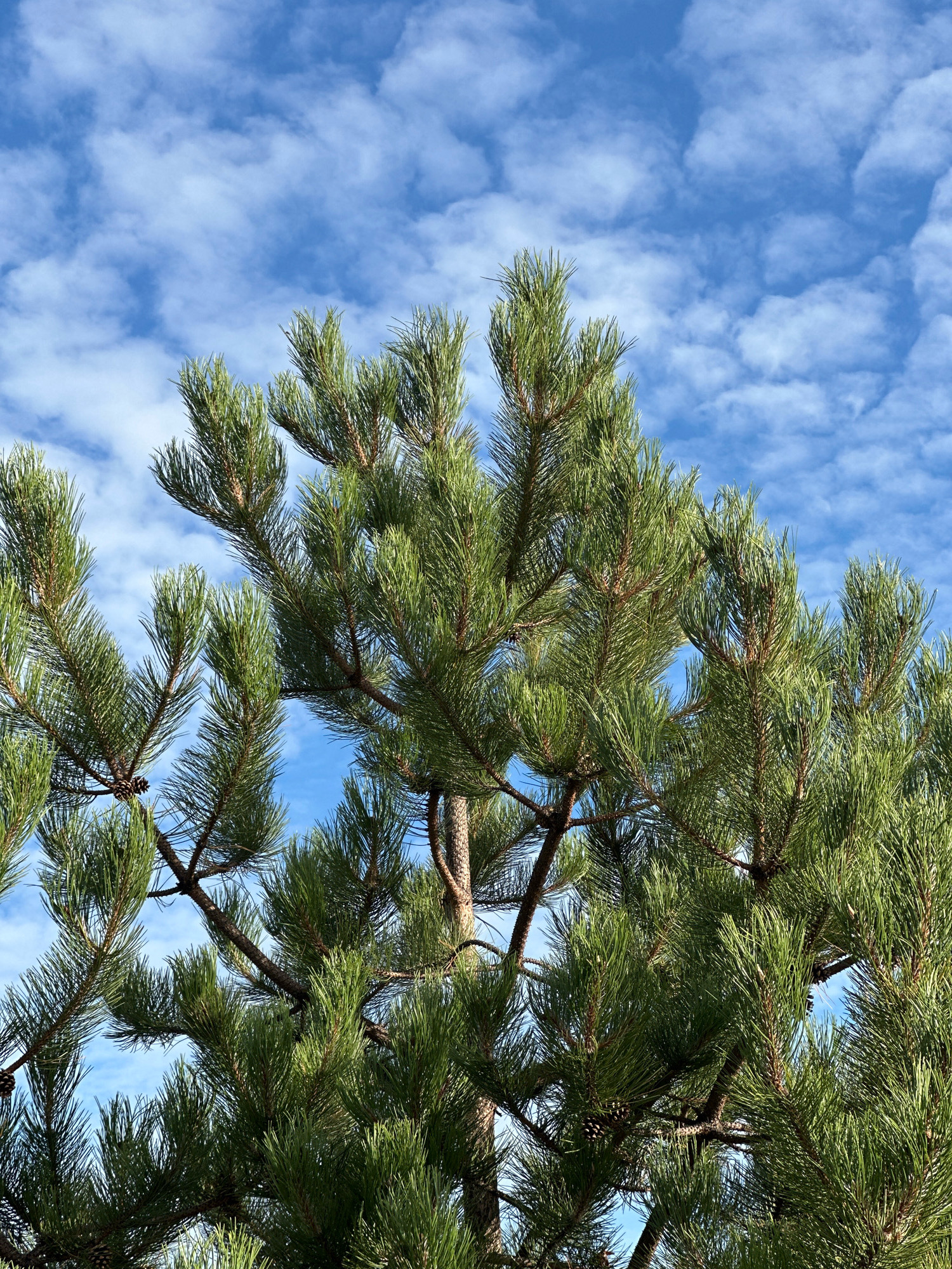 A close-up, upward view captures the dense, green needles of a pine tree against a bright blue sky dotted with scattered white clouds. Several pine cones are visible among the branches. The scene is set in Hyde Park, London, United Kingdom.