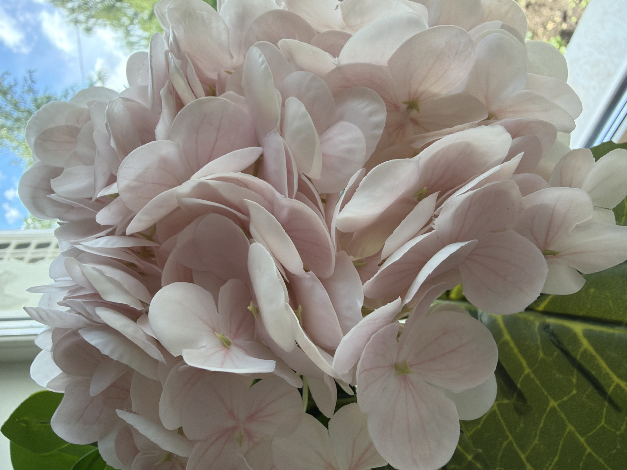 The image is a close-up, overhead shot of a large cluster of light pink hydrangeas. The flowers are densely packed, with many individual florets layered upon one another. The petals are delicate and slightly translucent, with subtle pink veins. Some of the florets show a pale green center. In the upper left corner, a blurred background reveals a bright blue sky with white clouds and the green foliage of trees, suggesting an outdoor setting or a view through a window. A hint of green leaf with prominent yellow veins is visible on the right side of the frame, suggesting the presence of other plants. The lighting appears natural, possibly from daylight, casting soft shadows and highlighting the texture of the petals. There is no visible text in the image. The scene evokes a feeling of gentle beauty and natural serenity.