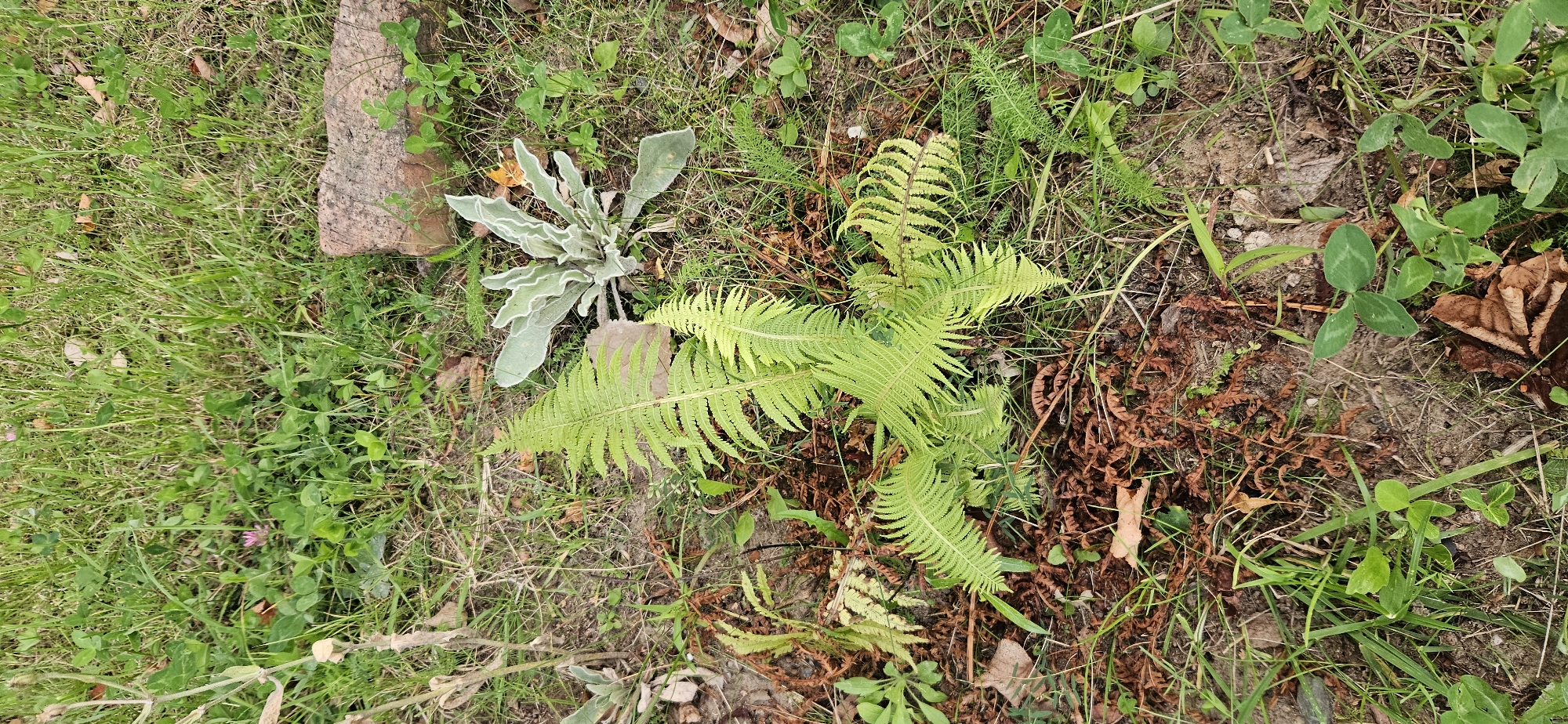 The image depicts a close-up, overhead view of a patch of ground covered in grass, fallen leaves, and various plants. In the foreground and center, a bright green fern is prominent, with its fronds unfurling. To the right of the fern, a grayish-green plant with velvety leaves is visible. Scattered throughout the scene are brown, dried leaves and stems, as well as patches of clover with three-lobed leaves. A small, pink flower can be seen in the upper left quadrant. In the upper right portion of the image, a rough-textured, reddish-brown rock fragment is present. The overall environment appears to be a naturalistic outdoor setting, possibly a garden or a wooded area, with ample vegetation and organic debris on the ground. There are no people or animals visible in the image, nor any indication of human activity beyond the presence of the rock, which might be a decorative element or a remnant of construction. The scene is illuminated by natural light, suggesting it was taken during the daytime. There is no information in the image that can be used to determine its specific location within the city of Vitsebsk, Belarus.