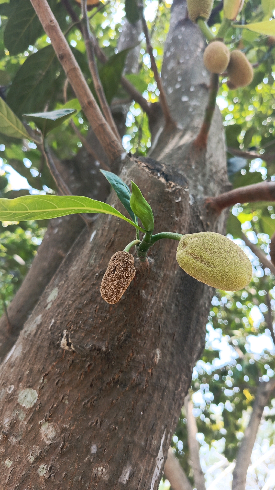 The image shows a close-up of a tree trunk with several small jackfruits growing on it. There are also some green leaves visible. The background is out of focus, but appears to be foliage and sunlight. The image was taken in Babadan, Indonesia.