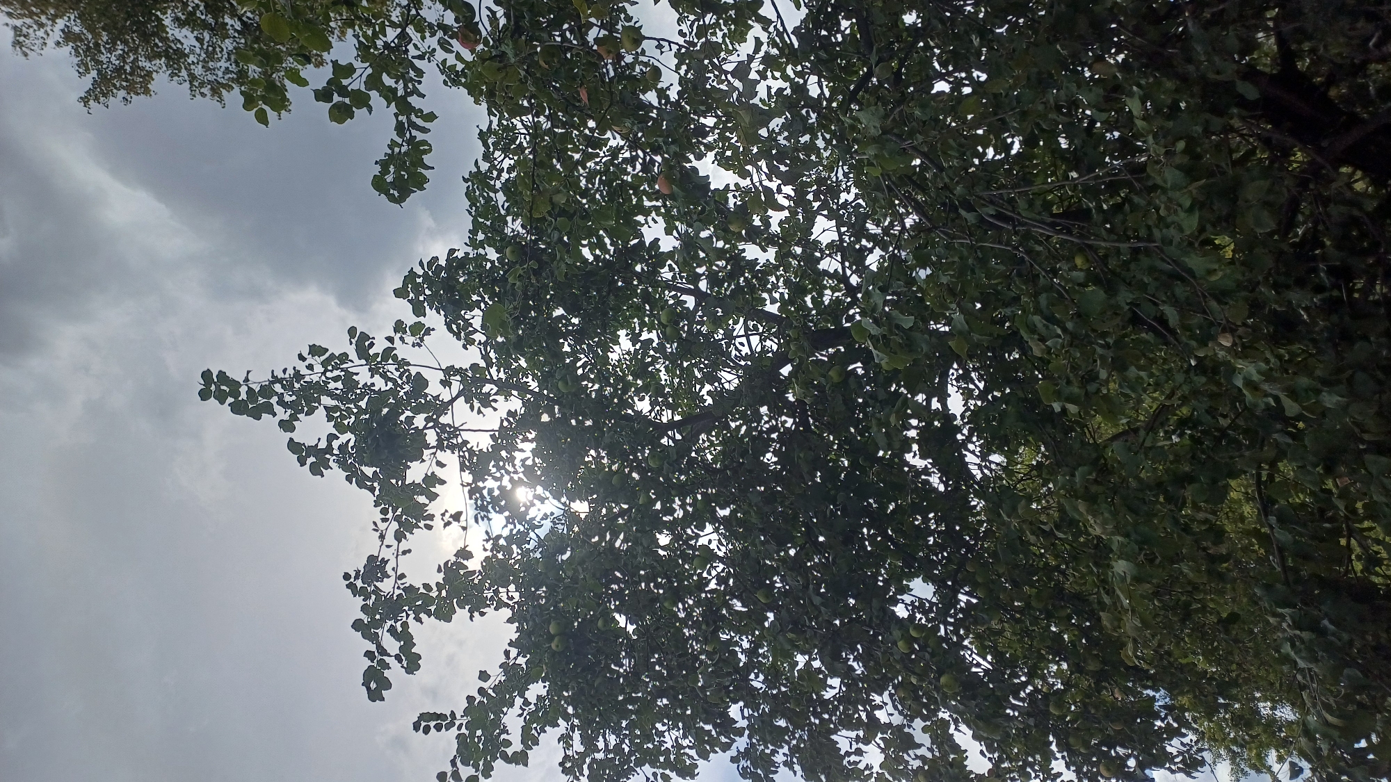 The image depicts a tree laden with green apples, viewed from below against a cloudy sky. The sun is partially obscured by the tree's foliage, creating a dappled lighting effect. The leaves are predominantly green, with some branches visible. A few red-tinged apples can also be seen scattered among the green ones. The tree appears to be in an outdoor setting, likely a garden or orchard, in Izhevsk, Russia. There are no people or animals visible in the frame.