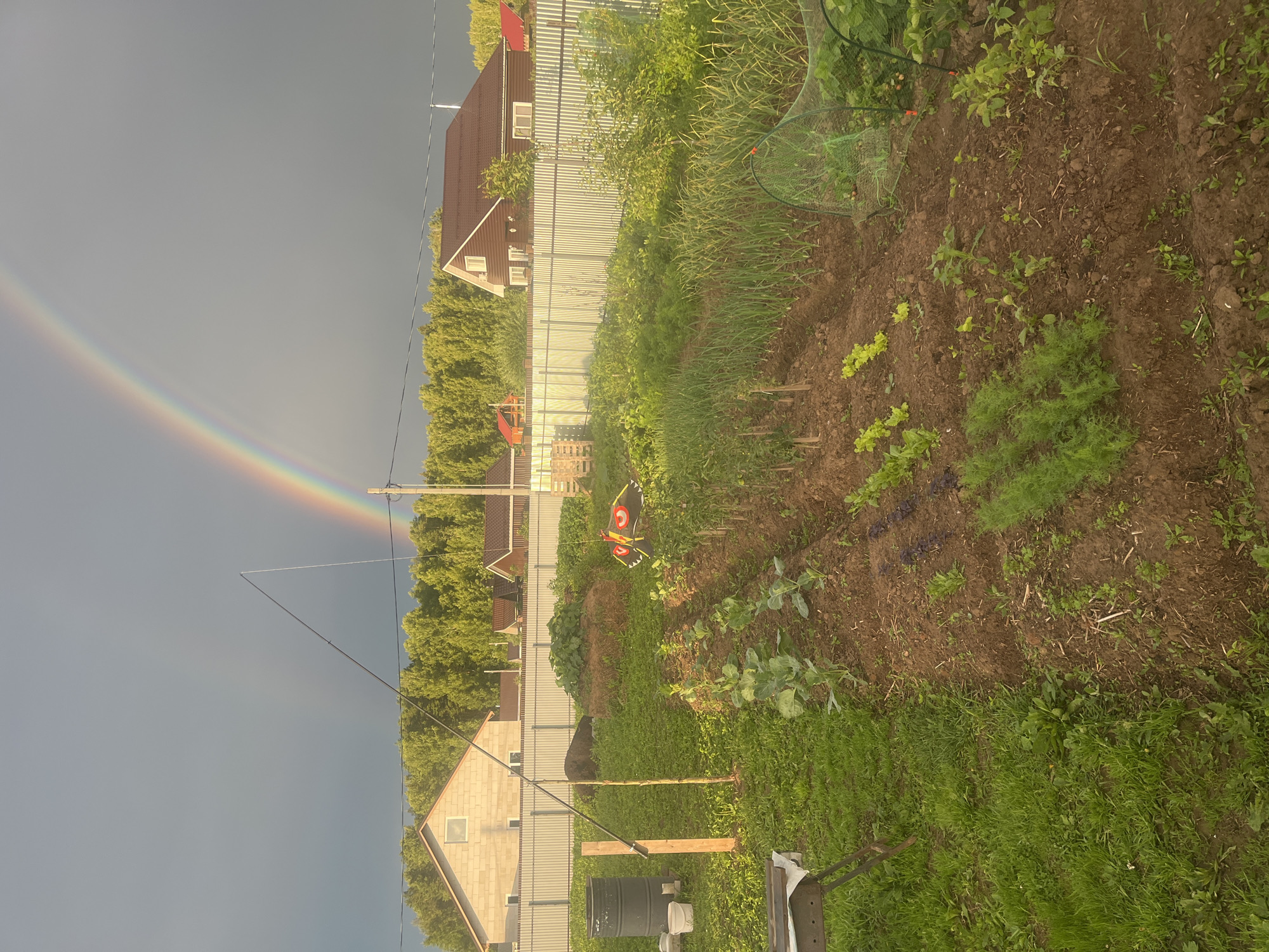 This is a sideways, outdoor photograph taken in Klepiki, Russia. The scene depicts a garden with rows of vegetables and some houses in the background. A rainbow is visible in the sky on the left side of the image, suggesting recent rain or a light shower. The sun appears to be shining, casting a warm glow on the scene and illuminating the green foliage of the garden. The time of day appears to be late afternoon or early evening, given the angle of the light. There are no people visible in the image, but there are several objects, including a metal fence, a green net covering some plants, a watering can, a black barrel, and a barbecue grill. The overall mood of the image is peaceful and serene, with the rainbow adding a touch of natural beauty to the domestic setting. There is no visible text in the image.