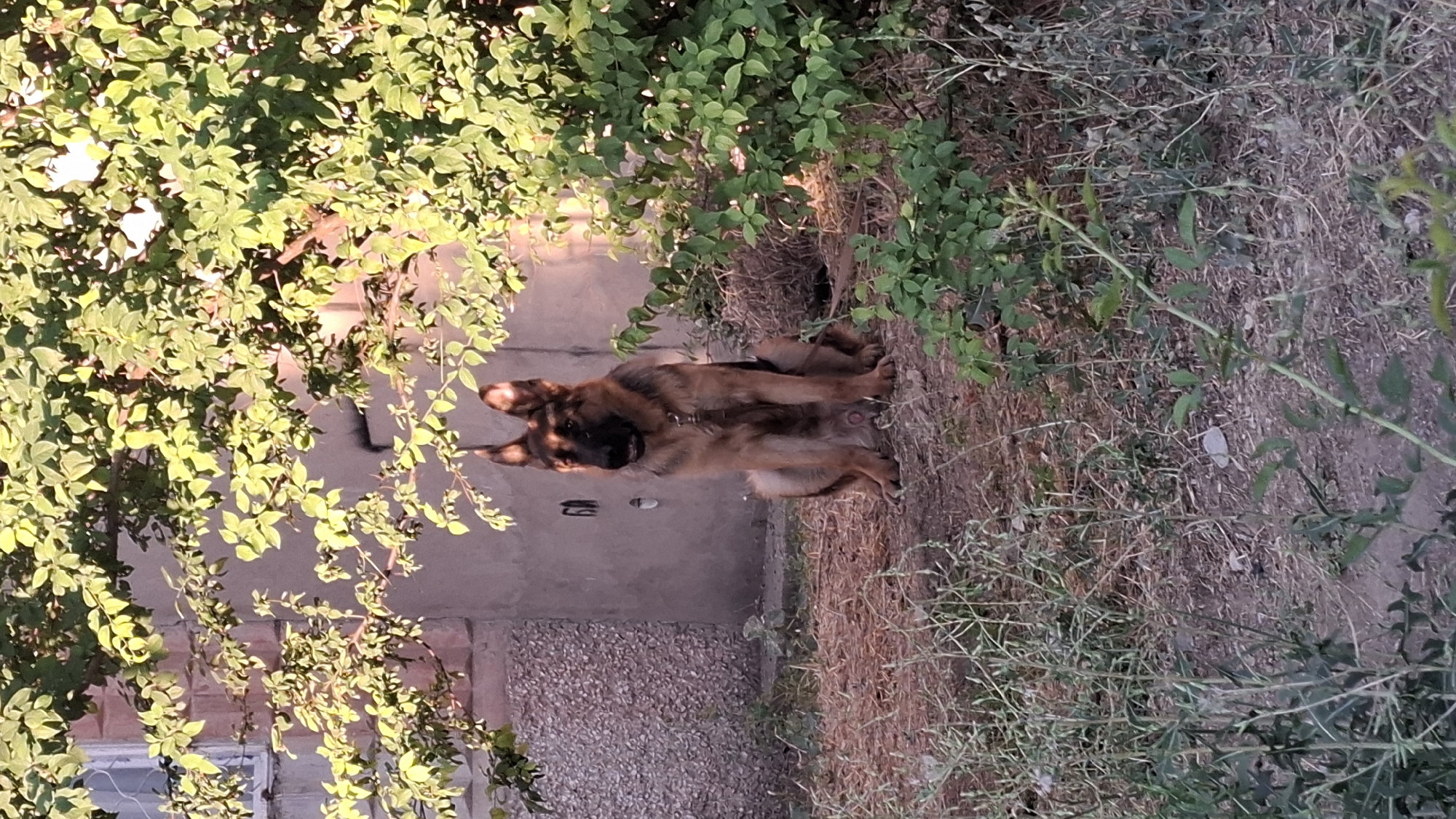 A German Shepherd dog sits on dry, brown ground in front of a concrete wall. The dog is facing the right side of the frame, with its ears perked and its mouth slightly open. The dog has a brown and black coat. To the left of the dog, a portion of a textured wall is visible, possibly a building's exterior. Overhanging branches with green leaves cast dappled shadows on the wall and the dog, suggesting the presence of trees or shrubs. The ground is covered with dry grass and some scattered debris. The overall setting appears to be an outdoor area, likely a yard or undeveloped space, possibly within the city of Shymkent, Kazakhstan, given the context.