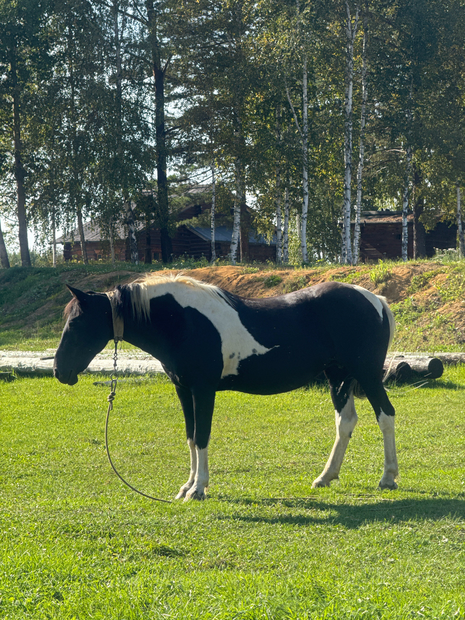 A piebald horse stands in a grassy field in front of a line of birch trees and wooden buildings. The horse is black and white, with white markings on its face, neck, and legs. It is wearing a halter and a lead rope is attached. The lead rope is a coiled rope that trails on the grass. The field is a bright green and appears to be well-maintained. The trees are tall and slender, with dense green foliage. The buildings in the background are made of dark wood and appear to be rustic in style. The sky is blue and clear. The scene is bathed in bright sunlight, casting shadows on the grass. This scene is consistent with the open rural areas of the museum "Taltsy" in Irkutsk, Russia, known for its historical wooden architecture and surrounding natural landscapes.