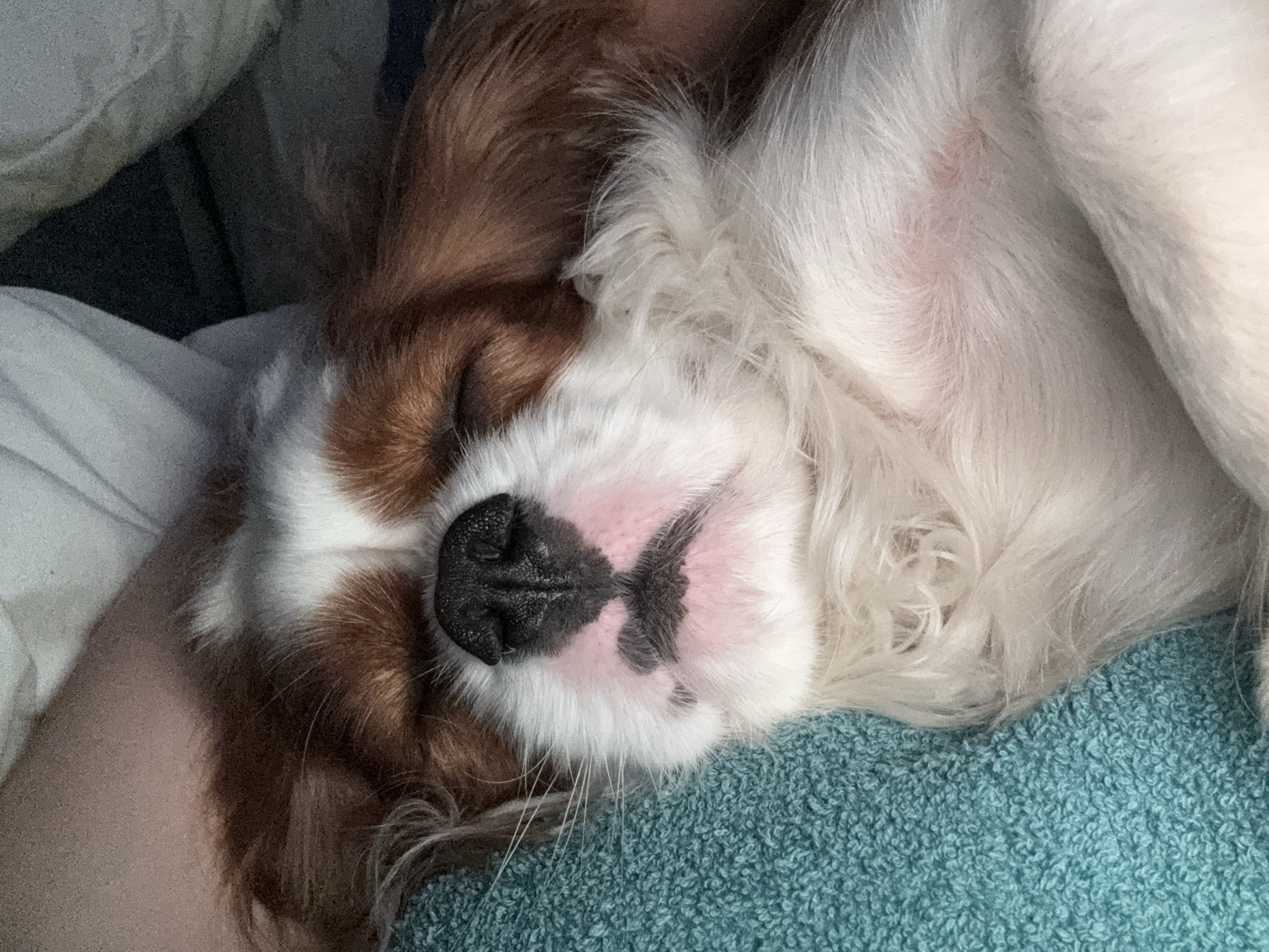 A close-up shot shows a Cavalier King Charles Spaniel dog sleeping on a teal-colored textured surface, possibly a blanket or towel. The dog's eyes are closed, and its nose is black and wet. Its fur is a mix of brown, white, and tan. The dog appears to be resting comfortably, with its head tilted slightly. The background is out of focus, with hints of white and gray fabric. The image is well-lit, highlighting the dog's features. The location is unknown.