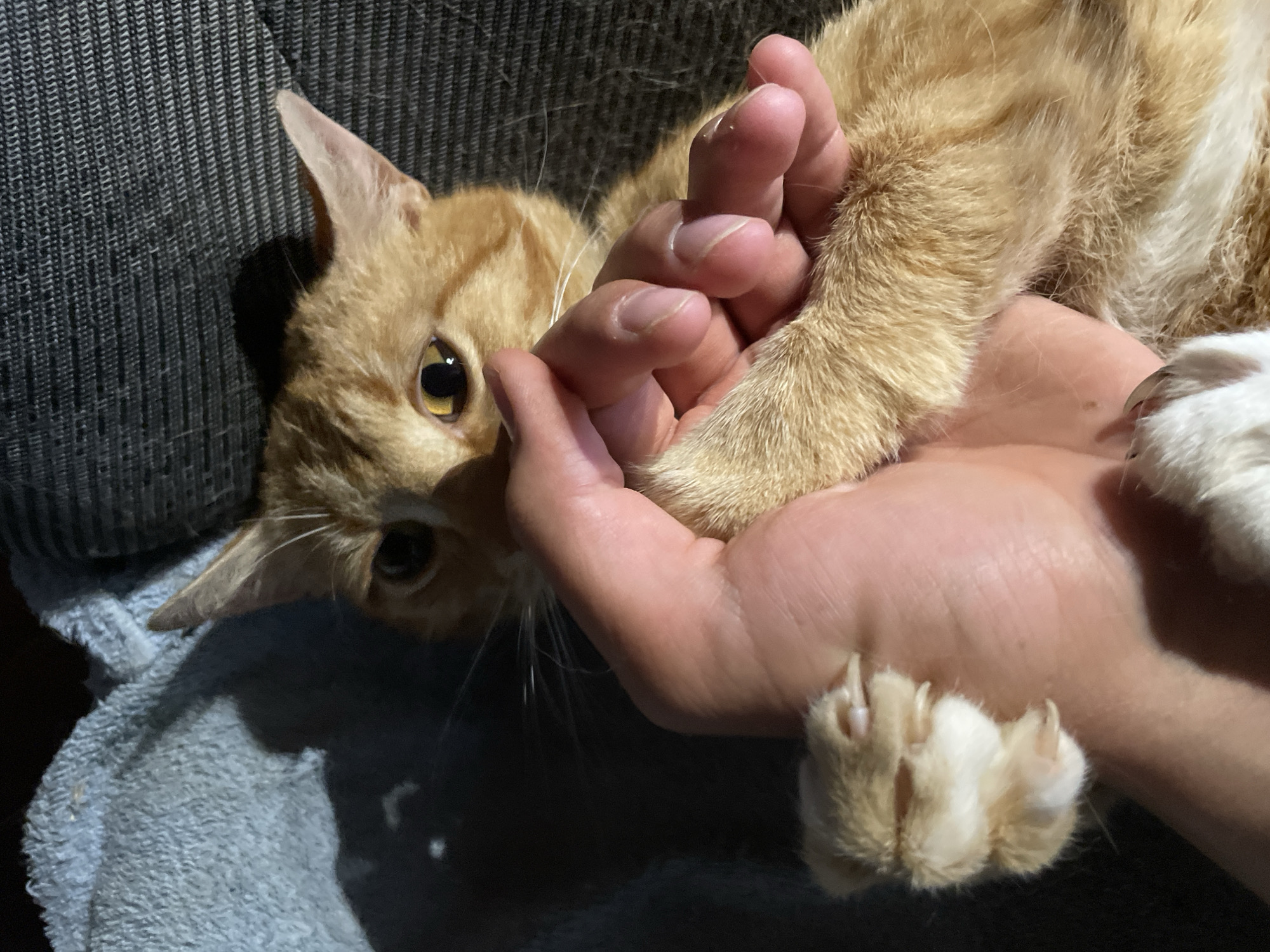 In Zlatograd, Bulgaria, an orange tabby cat is being held by a person's hand. The cat's paw, with visible claws, is resting on the person's hand, which is clasped around the cat's leg. The cat is looking directly at the camera with bright yellow eyes, its face partially obscured by the hand. The background consists of a textured grey surface and a blue, fuzzy blanket, casting shadows that suggest a dimly lit indoor environment.
