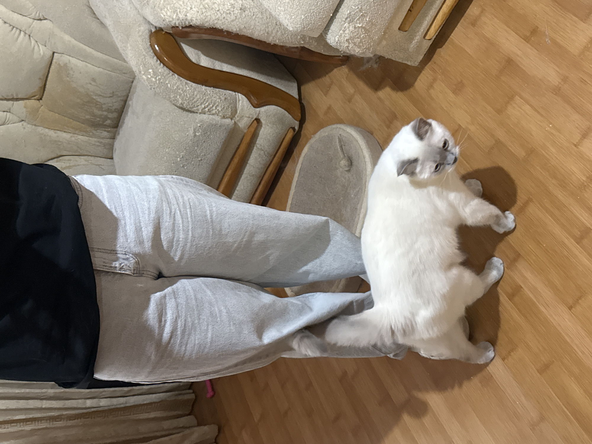 An individual wearing a black top and light-wash denim jeans stands in a room with wooden flooring. To the right, a light-colored, plush armchair with wooden armrests is visible. In front of the individual, a fluffy white cat with gray points is walking across the floor, looking down. The environment suggests an indoor residential setting, possibly in Dnipro, Ukraine, given the requested location.