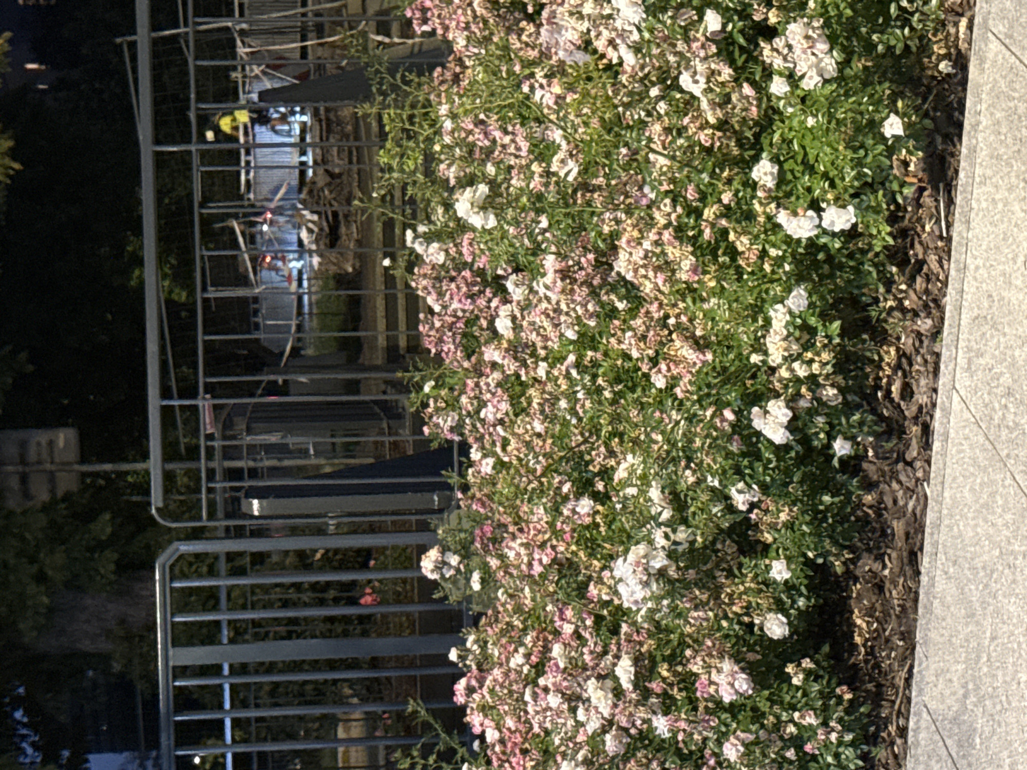 This image displays a section of a dense, flowering bush with small, delicate pink and white blossoms and green leaves. The bush occupies the right half of the frame. To the left of the bush is a metal fence or barrier made of horizontal and vertical bars, with some visible scaffolding and construction elements behind it, suggesting an urban or construction site. The lighting suggests it might be dusk or nighttime, with some artificial lights visible in the background through the fence. The ground in the lower right corner appears to be paved with light-colored stone tiles. The overall scene is a juxtaposition of natural elements (the flowering bush) with man-made structures (fence, scaffolding, construction). There is no visible text in the image.