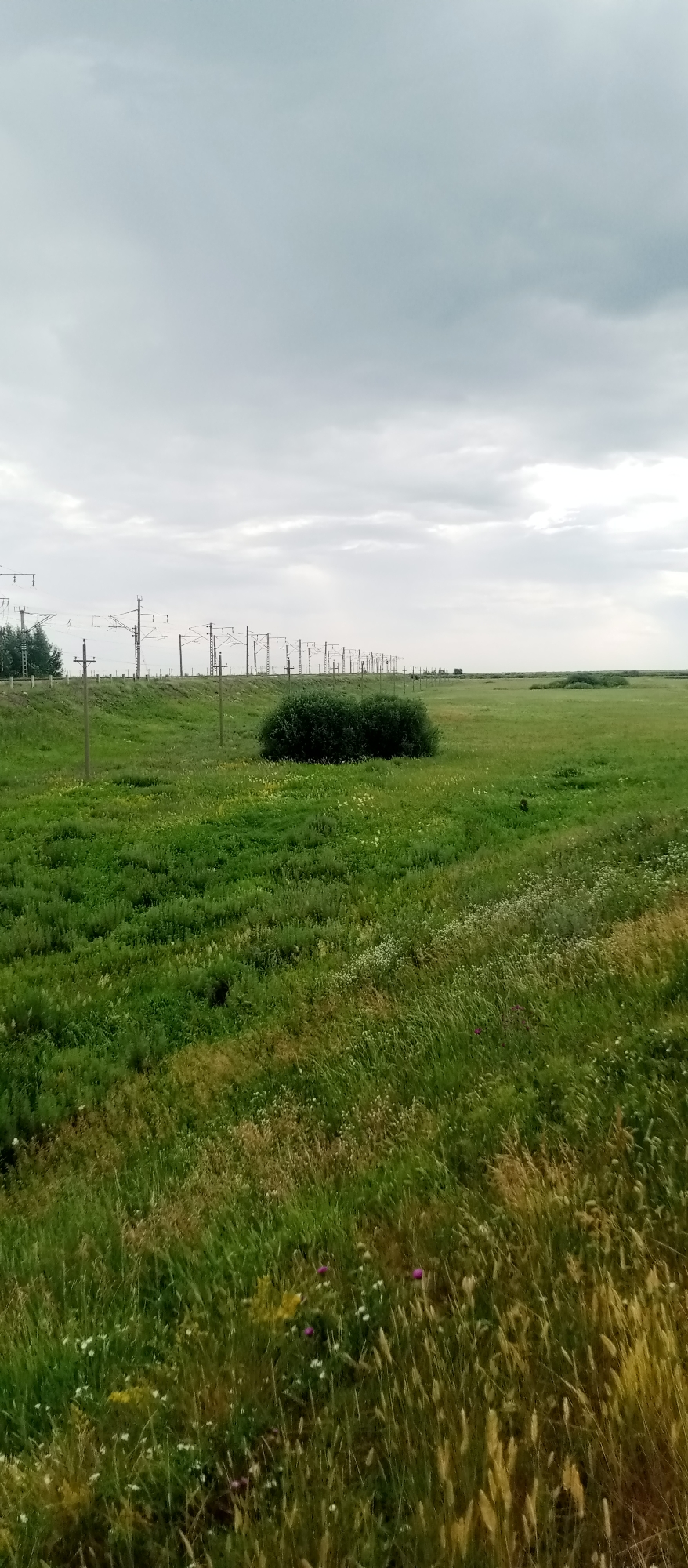 This image depicts a wide, grassy field under a cloudy sky. In the background, a line of electrical pylons stretches across the horizon, indicating a railway line or similar infrastructure. A small, dense bush is located in the mid-ground of the field. The foreground is filled with tall, wild grass and scattered wildflowers, some of which are purple and white. The overall scene is serene and natural, with no people or visible activity other than the stillness of the landscape. The lighting suggests it is daytime, possibly overcast, contributing to a subdued atmosphere. The location is identified as Marinovka, Kazakhstan. There is no visible text in the image.