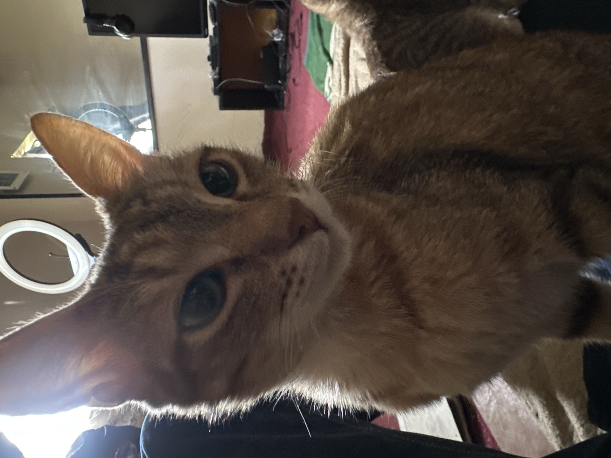 The image is a close-up of a ginger cat with green eyes, facing the camera. The cat's fur is light brown with darker stripes. Its ears are pointed upwards, and its whiskers are prominent. The background is blurred, but appears to be an indoor setting. There is a ring light visible in the upper left corner, suggesting the photo may have been taken for content creation. The cat is sitting on what appears to be a blanket or rug. There are no discernible elements in the image that would indicate its location in Jos, Nigeria.