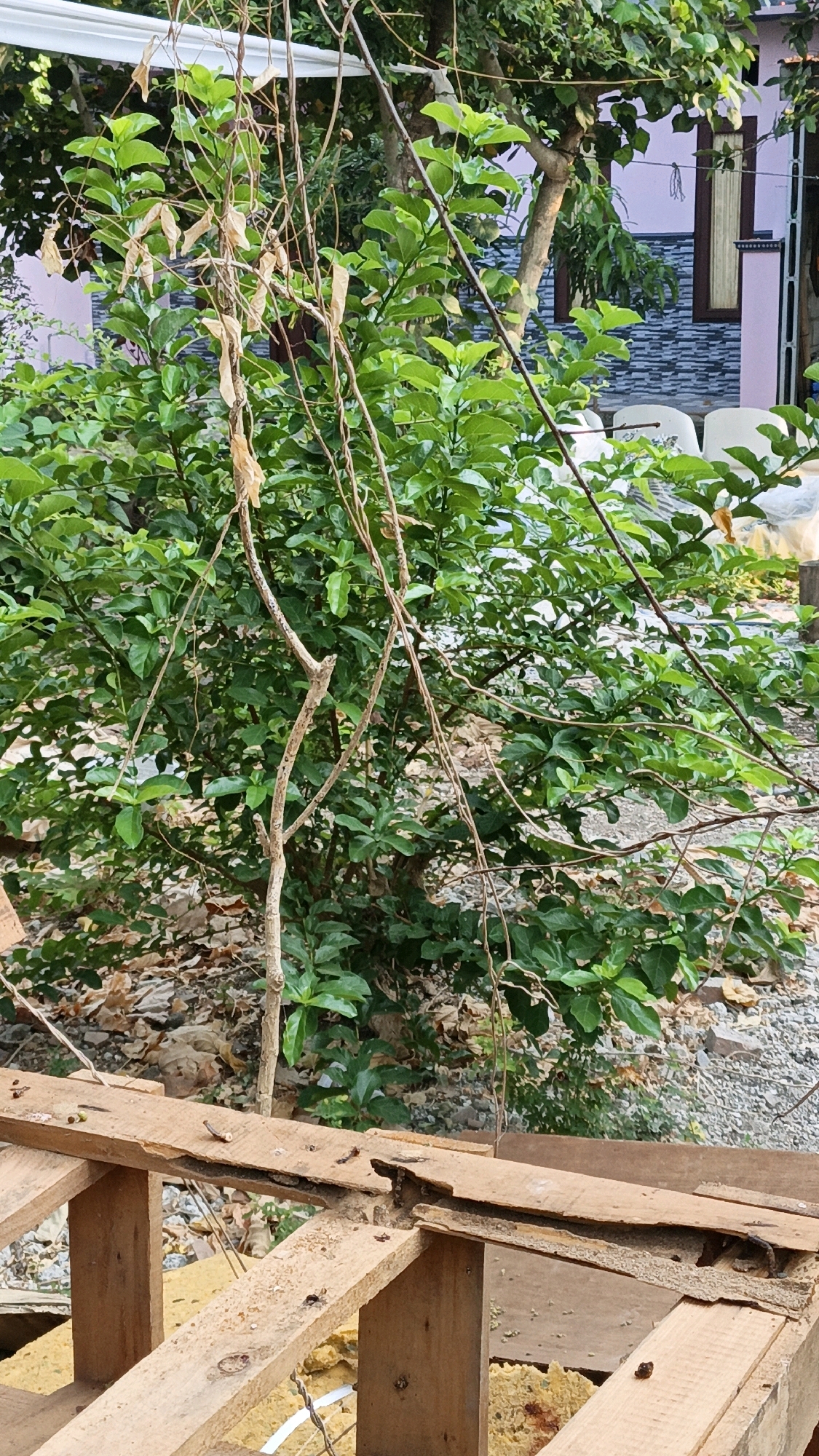The image shows a close-up view of a green leafy plant with some dry, brown vines intertwined. The plant is in an outdoor setting with a partially constructed wooden structure in the foreground. In the background, there is a building with pink walls and grey stone accents, and several white chairs are visible on a patio. The ground is covered with leaves and gravel. The scene appears to be in a residential or garden area in Cikal, Indonesia, likely a backyard or outdoor space where construction is taking place. There are no people or animals visible in the image.