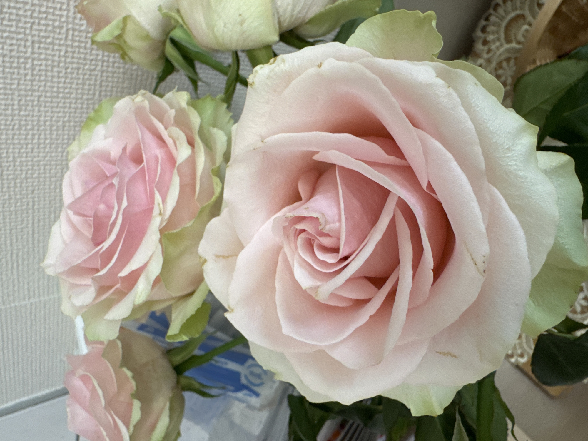 A close-up, eye-level, indoor shot captures a bouquet of light pink roses against a textured, light-colored wall. The roses, with soft petals tinged with green at the edges, are the primary focus. In the foreground, a large rose is centered, its delicate spiral opening. Behind it, other roses are partially visible, some in fuller bloom and others still budding. The background is out of focus, showing a hint of a blue object and a decorative lace trim at the bottom right. The lighting is soft and diffused. There are no people or discernible actions within the frame. The location is not specified within the image itself, and therefore, its presence in Riga, Latvia, cannot be verified from the visual information provided.