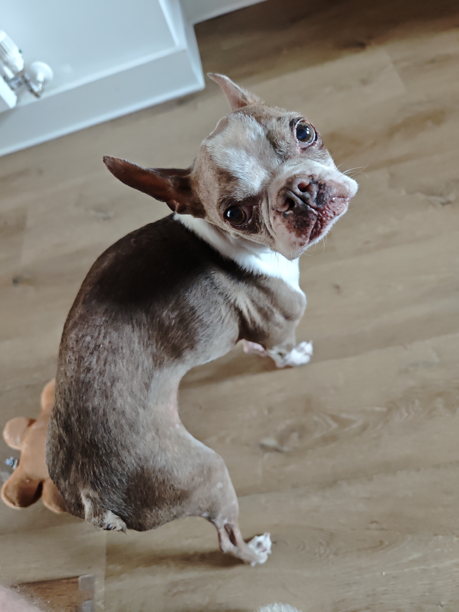 A small, brindle and white Boston Terrier dog is shown from a high-angle, looking up at the camera. The dog's head is tilted, and its mouth is slightly open, revealing its tongue. The dog is sitting on a light brown wooden floor. To the left of the dog, a tan-colored plush toy is partially visible. In the upper left corner of the image, a white piece of furniture with some light fixtures is visible. The image is taken indoors, in a residential setting. The exact location in the city of Locking Parklands, United Kingdom, cannot be determined from the image alone.