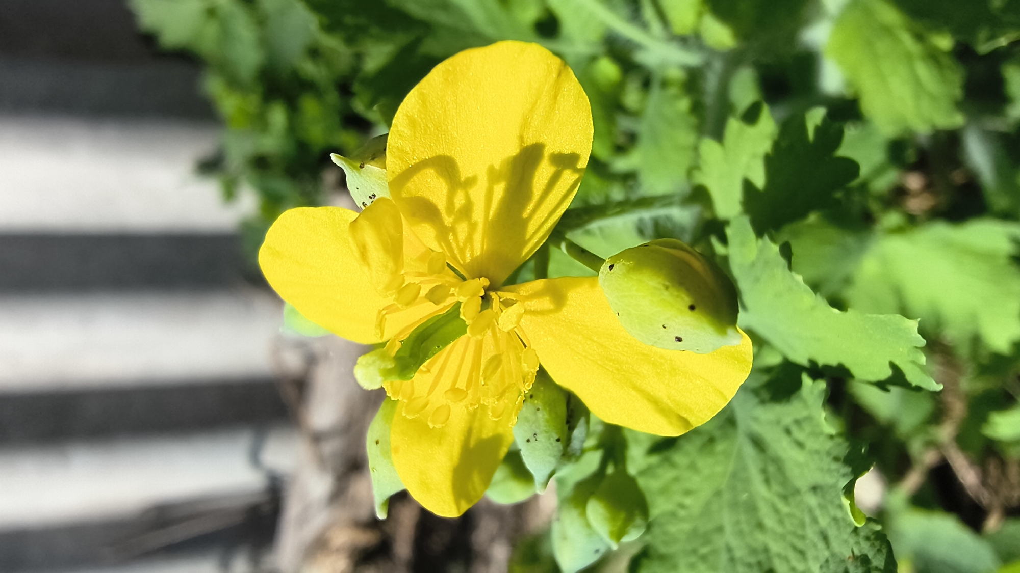 A close-up, vertical, outdoor photograph shows a yellow flower with four petals and several unopened buds in Mikhaylovka, Russia. The flower is in focus, with its petals casting shadows. The buds are green and appear to have dark spots. The background is blurred, with green foliage and vertical, grey-white structures that resemble corrugated metal. The lighting suggests it is daytime, possibly sunny, given the strong shadows.