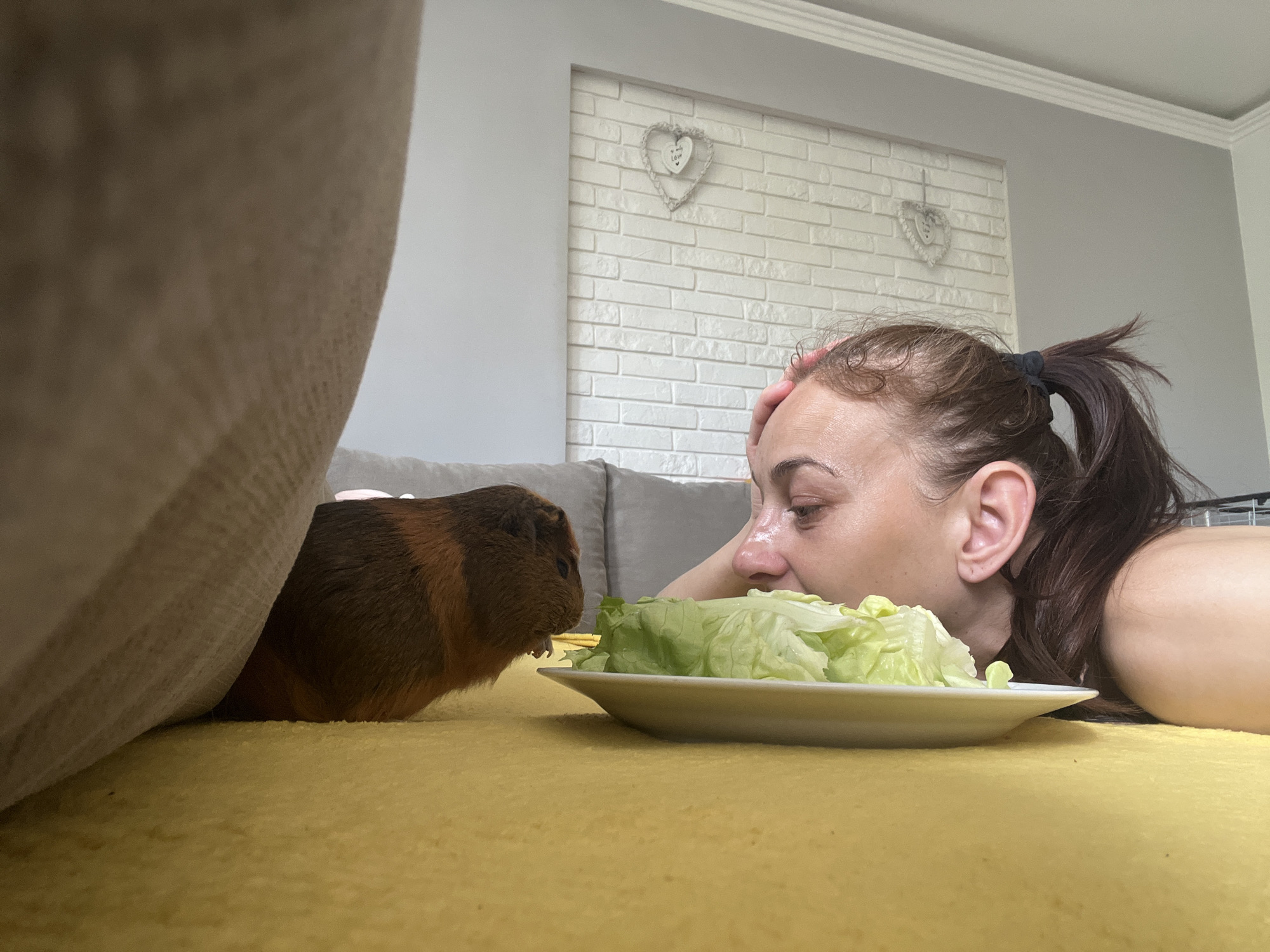 In a domestic indoor setting, a woman is lying on a yellow textured surface, likely a couch or bed. Her head is resting on her hand as she looks at a guinea pig. The guinea pig is positioned to the left of the woman, also on the yellow surface, and appears to be eating lettuce from a white plate. A large, beige upholstered object, possibly part of the couch, occupies the left foreground of the image. In the background, a white brick wall with two decorative heart-shaped ornaments is visible. The environment appears to be a living room or bedroom.