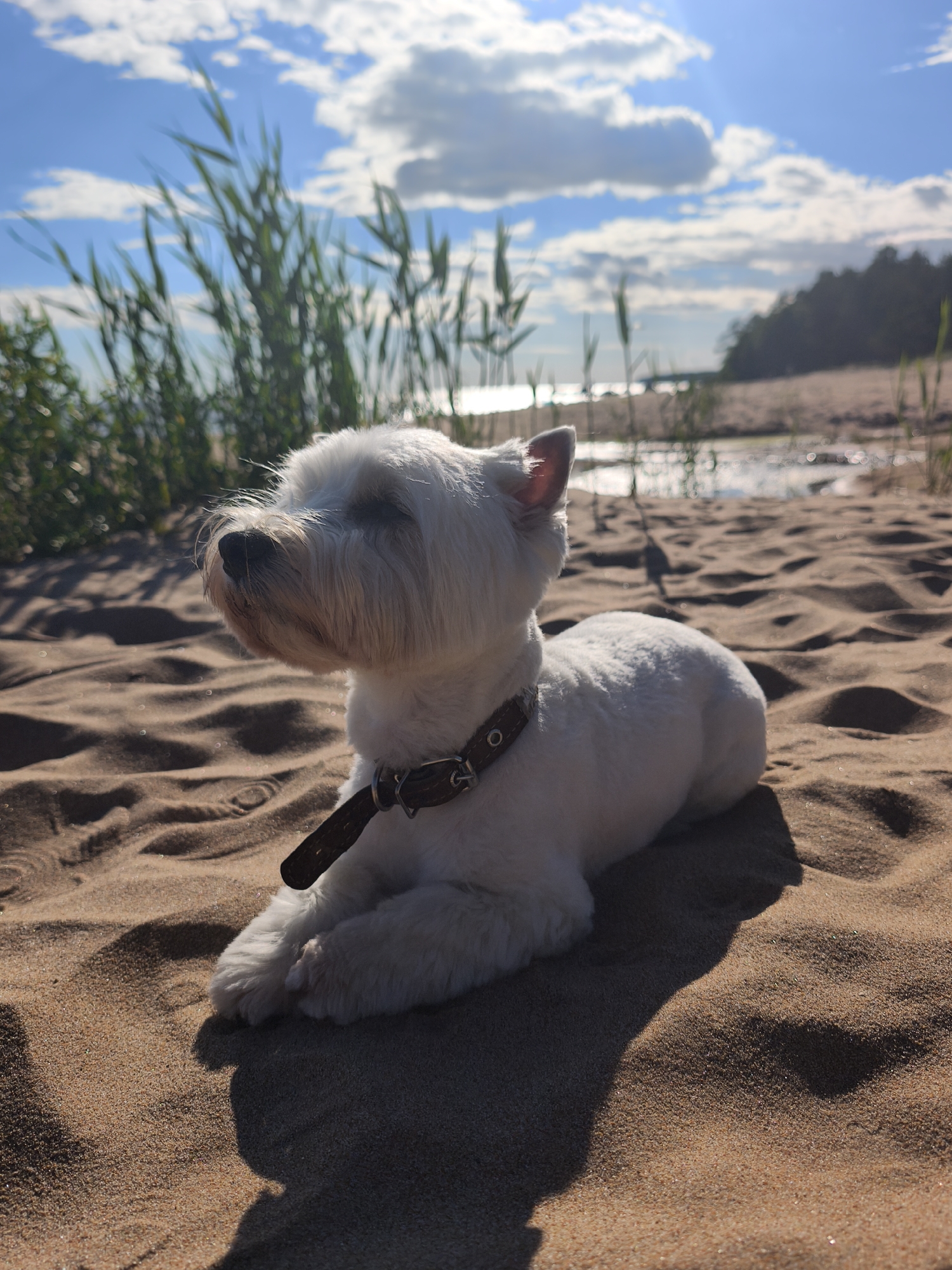 In Zelenaya Roshcha, Russia, a white West Highland Terrier dog lies on a sandy beach, its body facing right and its head turned slightly to the left, looking upwards. The dog is wearing a brown leather collar. The sand is rippled, with a prominent shadow cast by the dog. In the background, tall green grass and reeds grow, bordering a body of water. Beyond the water, a tree-covered shoreline is visible under a bright blue sky with scattered white clouds and sunlight filtering through.