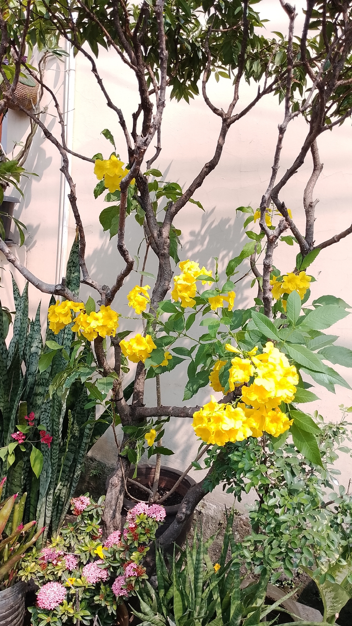 In Bojongsoang, Indonesia, a cluster of potted plants, dominated by a tree with yellow trumpet-shaped flowers, is situated against a light-colored wall. The tree's branches are bare in some areas, with green leaves and clusters of vibrant yellow blossoms throughout. To the left of the tree, a snake plant displays its characteristic striped leaves. In the foreground, a smaller plant with small pink flowers adds a splash of color. The scene is bathed in natural light, casting shadows on the wall behind the plants, suggesting it is daytime. The overall impression is one of a lush, outdoor garden space.