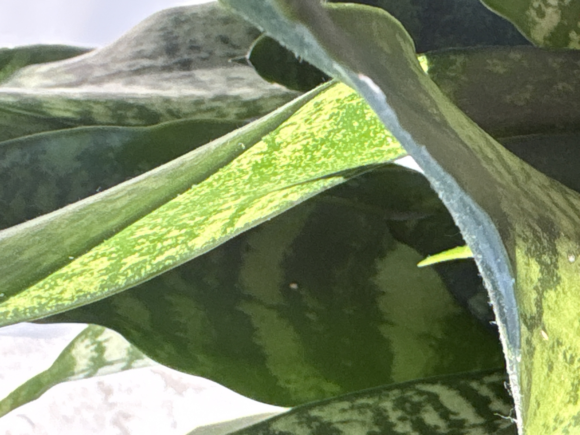 This is a close-up, high-angle, outdoor photograph of a snake plant with variegated leaves. The plant is predominantly green and yellow, with some darker green stripes and patches. The lighting suggests it is daytime, possibly morning or afternoon, with soft sunlight illuminating the leaves. The background is blurred and appears to be a light, possibly white or off-white, surface, which could be a wall or a piece of fabric. There are no people, animals, or other objects visible in the frame. The image has a shallow depth of field, with the foreground leaves in sharp focus and the background out of focus. There is no indication of the location within the city of Saint Petersburg, Russia.