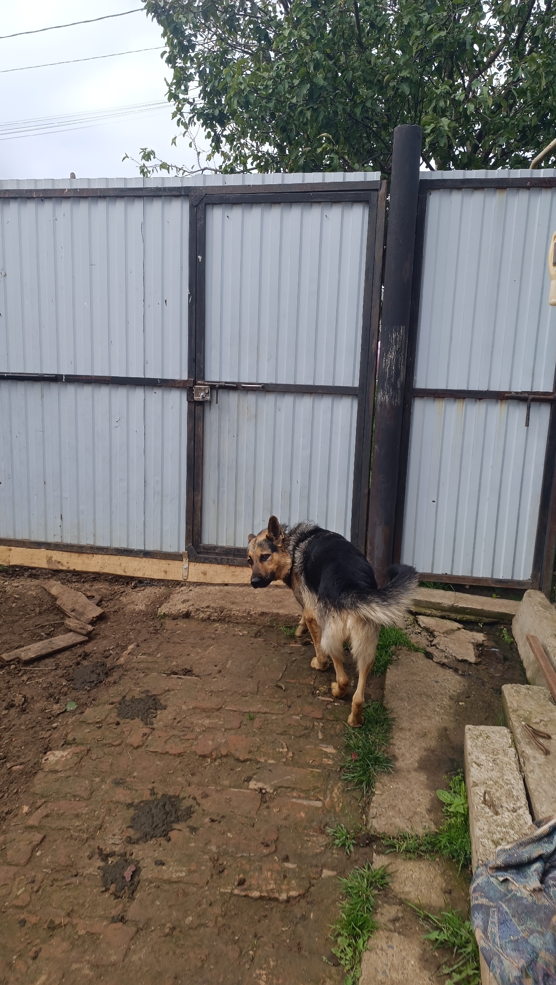 A German Shepherd dog is standing in a yard with a corrugated metal fence and gate behind it. The ground is a mixture of dirt, brick, and some patchy grass. There are some wooden planks and concrete blocks visible. The sky is overcast. The scene is likely in a rural or suburban area of Karsha, Russia, given the appearance of the fence and yard.