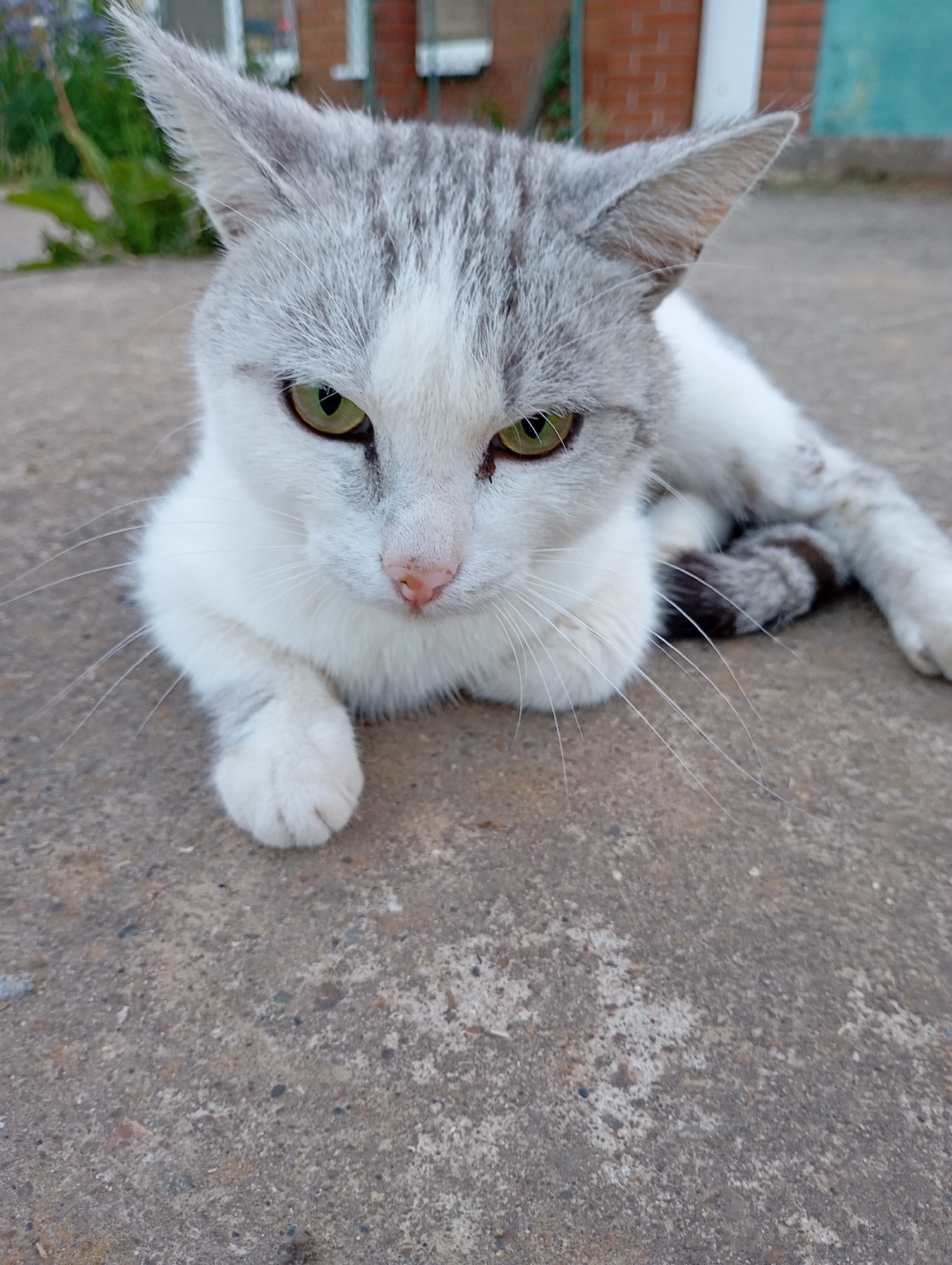 A gray and white cat lies on a concrete surface. The cat has green eyes and is looking down. The background is blurred, but appears to be outdoors with some greenery and a brick building. It is unclear if the location is in the city of Фоки, Russia.