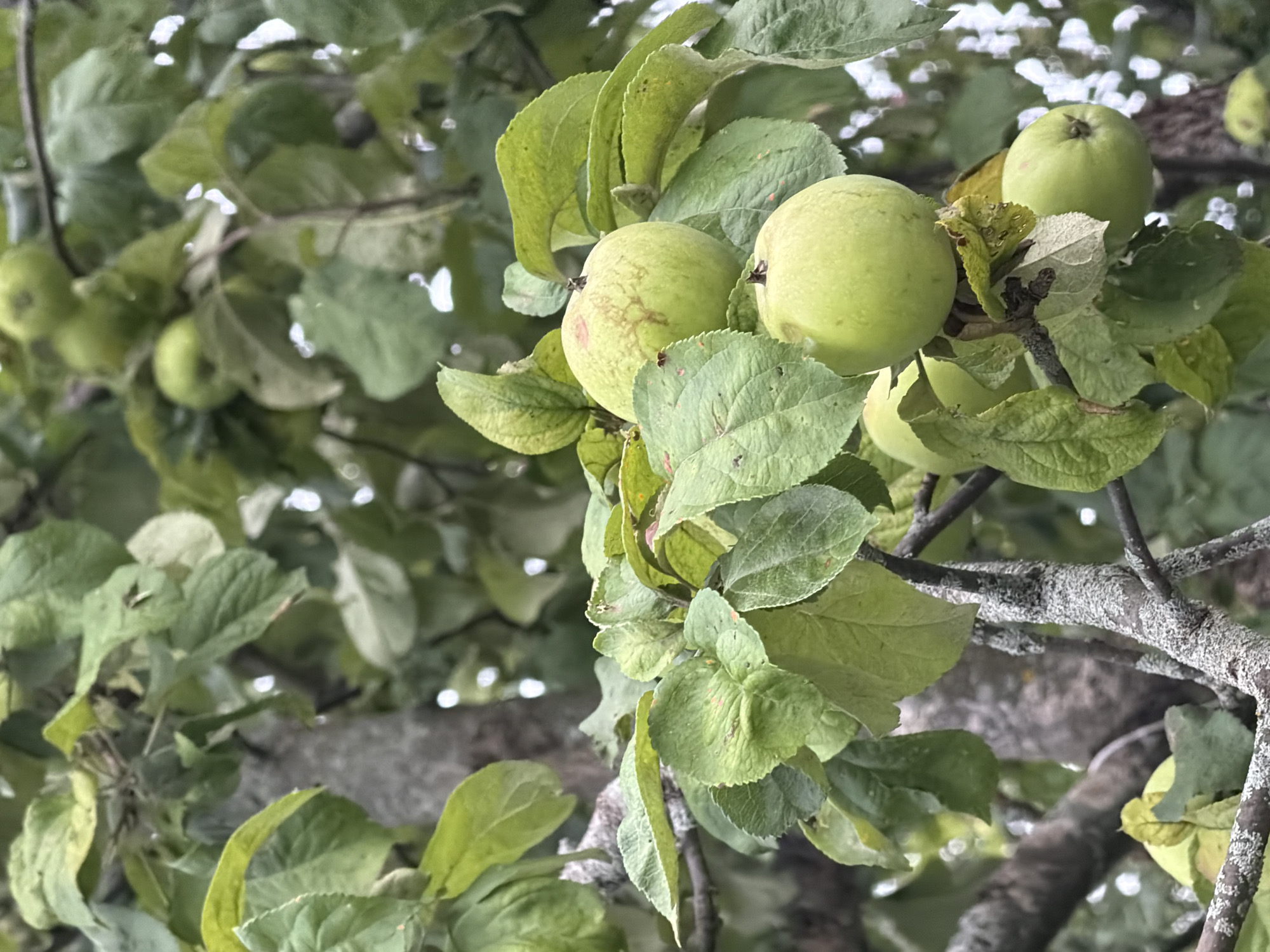 The image shows a close-up view of an apple tree with several green apples on branches. The apples are mostly round and appear to be unripe, with some showing slight reddish blemishes. The tree has lush green leaves, some of which are slightly yellowed or have marks. The branches are gnarled and covered in lichen, suggesting an outdoor setting. The background is out of focus, showing more foliage and hints of a bright sky. The overall impression is of a natural, agricultural scene. This image is not geotagged to Petukhi, Russia, and therefore no specific location details can be provided. There are no people or animals visible in the image, and no actions or interactions are depicted.