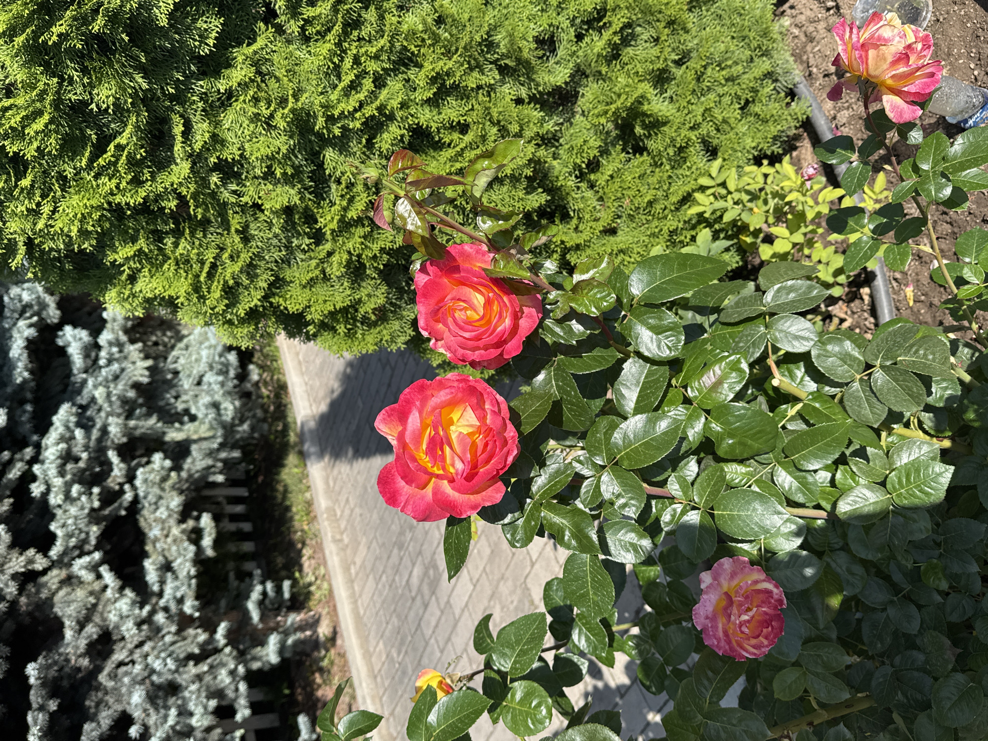 In the city of Sary-Oy, Kyrgyzstan, a close-up shot captures a rose bush with several vibrant blooms. The roses are a mix of pink and yellow, with delicate petals and green leaves. The bush is situated in a garden bed, with a pathway made of grey paving stones visible in the background. To the right of the rose bush is a dense, green evergreen shrub. Behind the rose bush, a light blue-toned evergreen tree with feathery needles is visible, partially obscuring a white picket fence. The scene is bathed in sunlight, casting shadows on the pathway and illuminating the dew-kissed leaves of the roses.