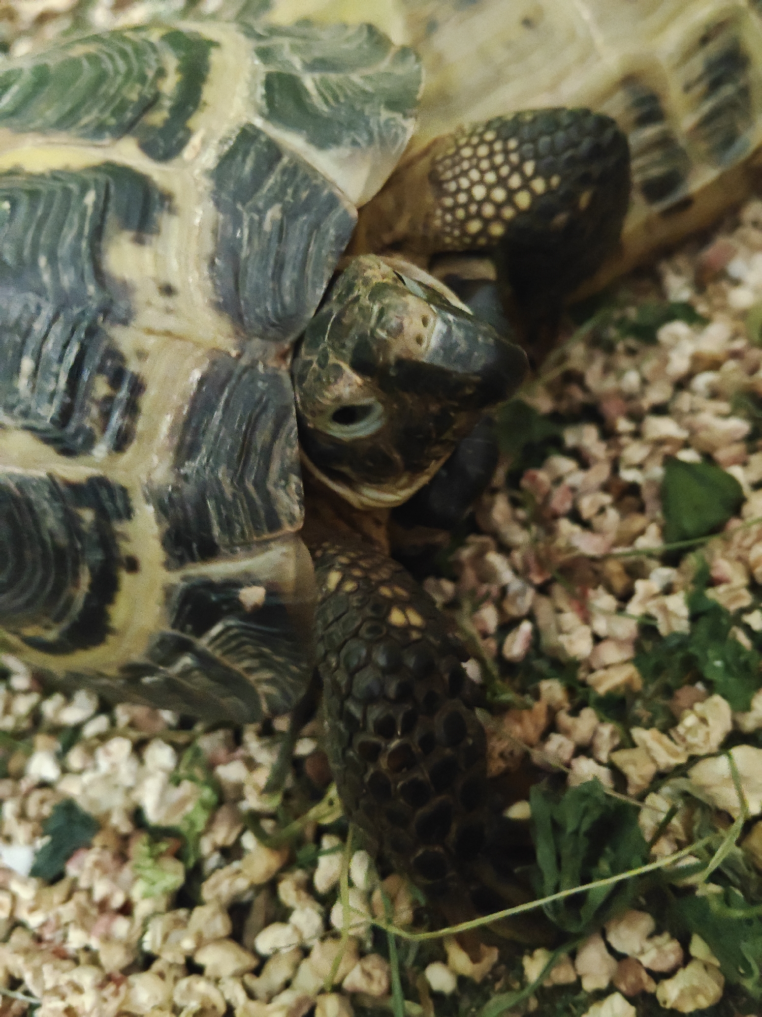 The image is a close-up, eye-level shot of a tortoise resting on a substrate of gravel and some green vegetation. The tortoise's head is visible, with one eye open, looking towards the left of the frame. Its shell, with a pattern of dark green and tan scutes, is also prominent. The scene is an indoor enclosure, likely a terrarium, and the image does not provide any information that would suggest it is located in or related to the city of Подстёпки, Russia.