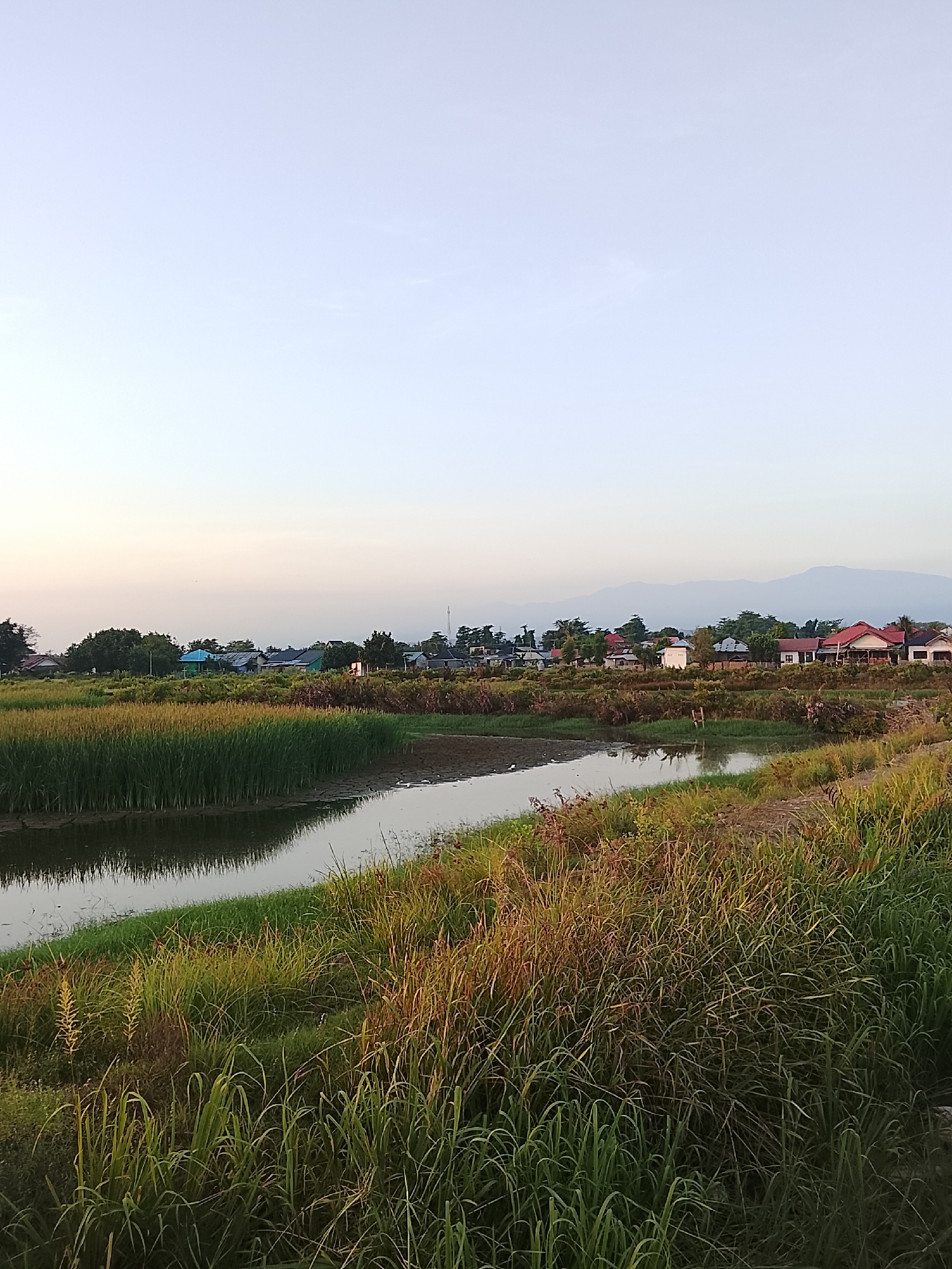 The image depicts a serene rural landscape in the vicinity of Mesjid Tuha, Indonesia, at what appears to be either sunrise or sunset. The foreground is dominated by lush green and golden tall grasses and reeds, some of which are partially submerged in a narrow, calm body of water. This watercourse meanders into the midground, where it is bordered by more dense vegetation.
In the middle distance, a collection of residential buildings with red and white roofs are visible, interspersed with trees and other foliage. These houses suggest a small village or settlement. Further in the background, a range of hazy, muted blue mountains forms the horizon line, disappearing into the soft, pale sky. The sky itself is a gradient of very light blue and pale yellow, indicating diffused light typical of dawn or dusk. No people are visible in the image. The overall atmosphere is peaceful and natural.