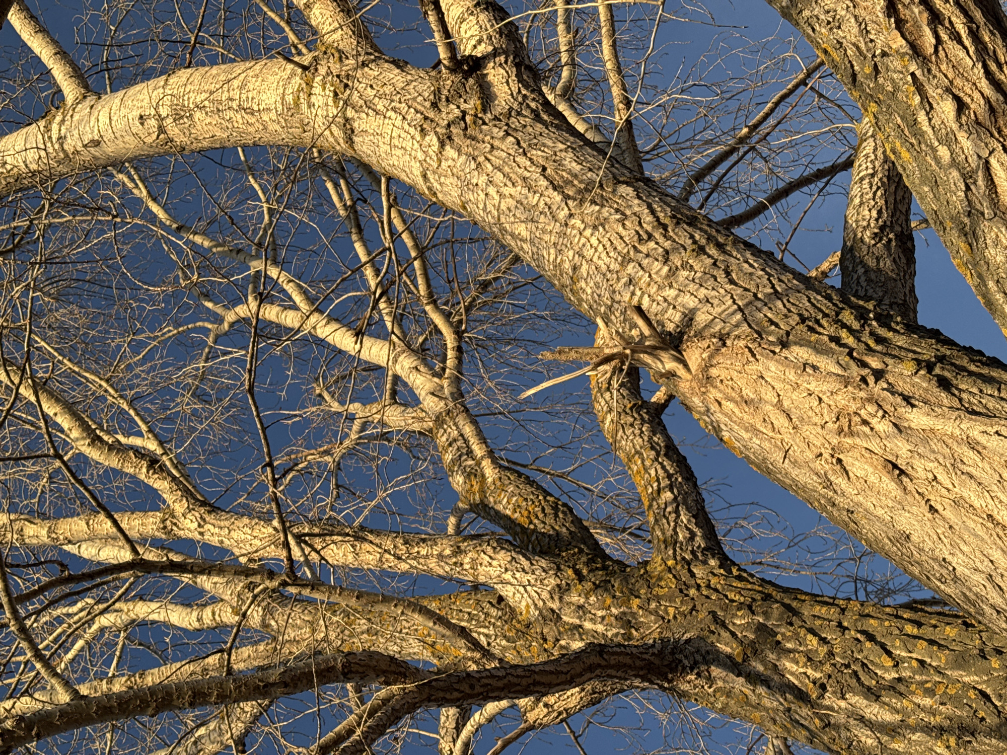 The image presents an upward perspective into the bare canopy of a large, mature tree or several trees against a clear, deep blue sky. The scene is set in Chaikovsky, Russia. The trees are deciduous, having shed their leaves, indicating either a winter, late autumn, or early spring season.
The dominant subjects are the thick, textured tree trunks and a dense network of branches. Warm, golden sunlight, suggestive of either early morning or late afternoon, dramatically illuminates the rough bark, highlighting its intricate patterns of ridges and furrows. The bark exhibits varying shades of brown, tan, and gold where lit, with some areas featuring visible patches of yellowish-green lichen, particularly on the thicker branches and trunks.
Smaller, slender branches extend outwards, forming a complex, interwoven web against the vibrant blue backdrop. The contrast between the brightly lit, substantial trunks and the darker, delicate web of bare twigs creates a striking visual effect. There are no visible people, man-made objects, or text within the frame. The clear sky suggests fair weather.