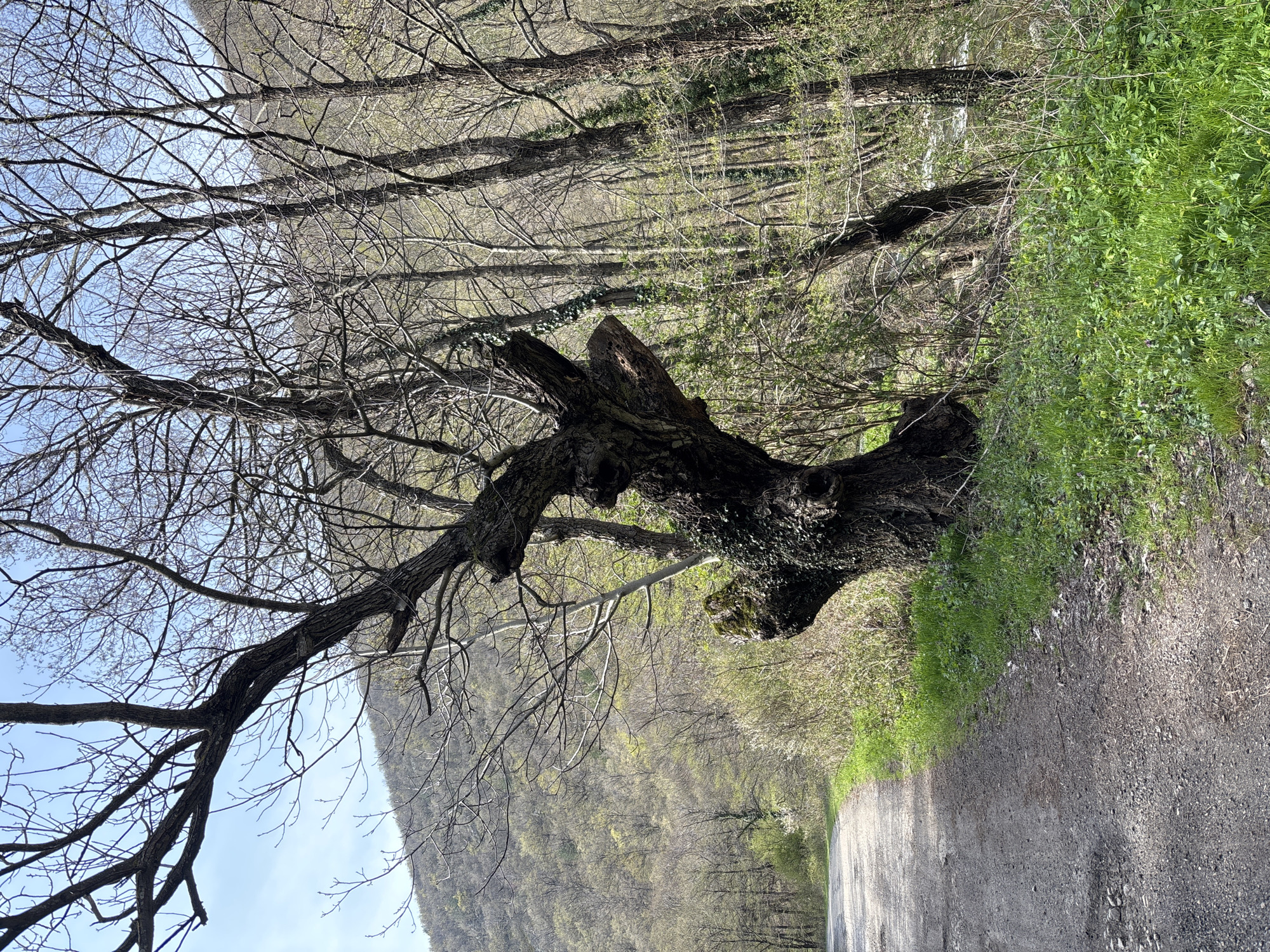 The image presents a scene in what appears to be a rural or natural setting. A gravel or dirt road stretches into the distance, bordered by vegetation on both sides. A large, gnarled tree with bare branches dominates the foreground, extending over the road. The surrounding environment features a hillside covered with trees that show early signs of spring, with buds and new leaves starting to emerge. The sky is visible in the upper left corner, appearing clear and blue. It is daytime. The exact location within Gurkovo, Bulgaria is not discernible from the image.