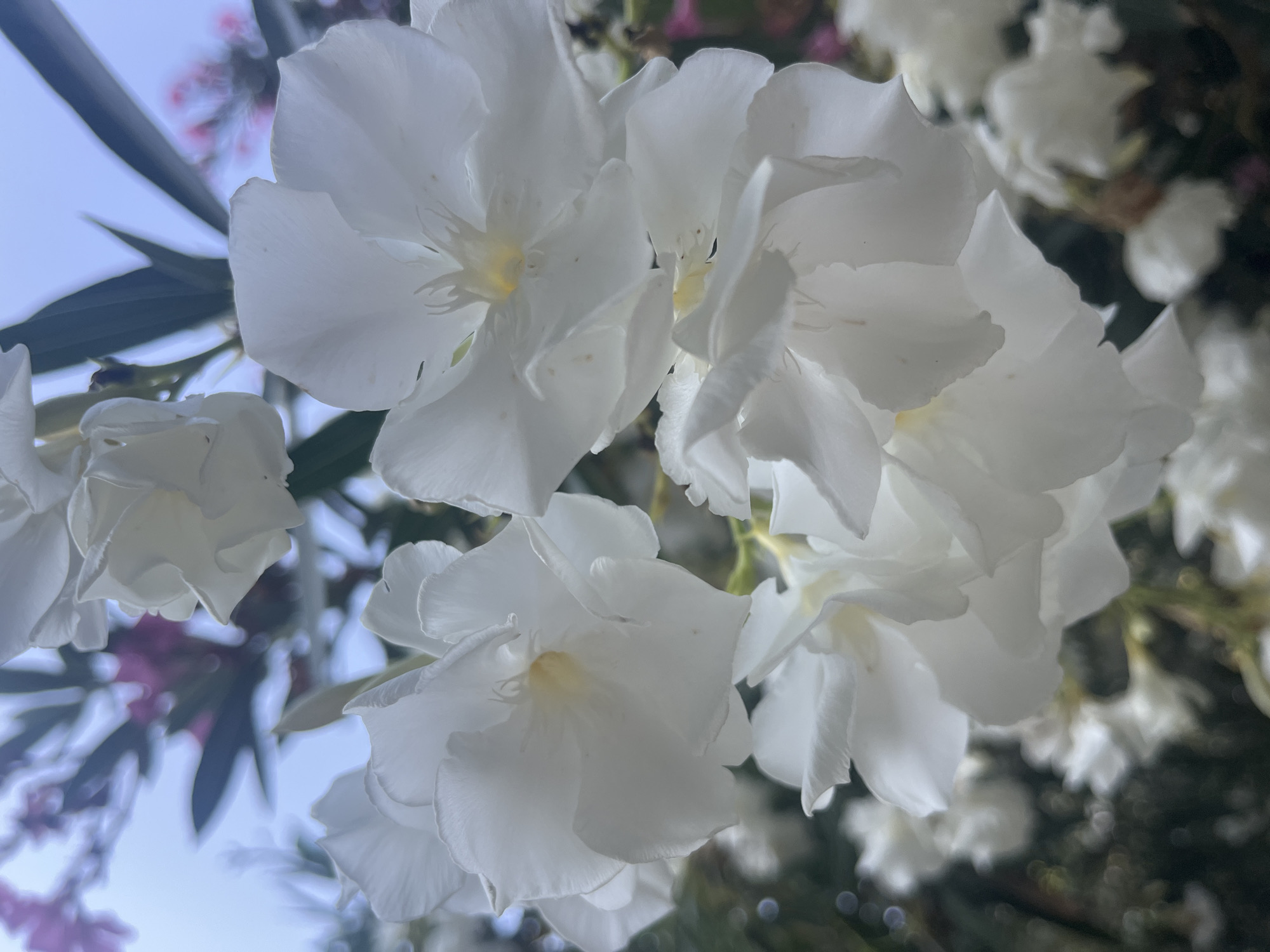 A close-up, eye-level shot features a cluster of white oleander flowers in bloom against a soft blue sky. The flowers are the primary subject, with their delicate, layered petals and subtle yellow centers. In the background, hints of pink oleander flowers and dark green foliage are visible, creating a bokeh effect. The scene is natural and appears to be outdoors. The image does not contain any people, actions, or interactions. It is impossible to determine the specific location in Alanya, Turkey based solely on the visual information provided.
