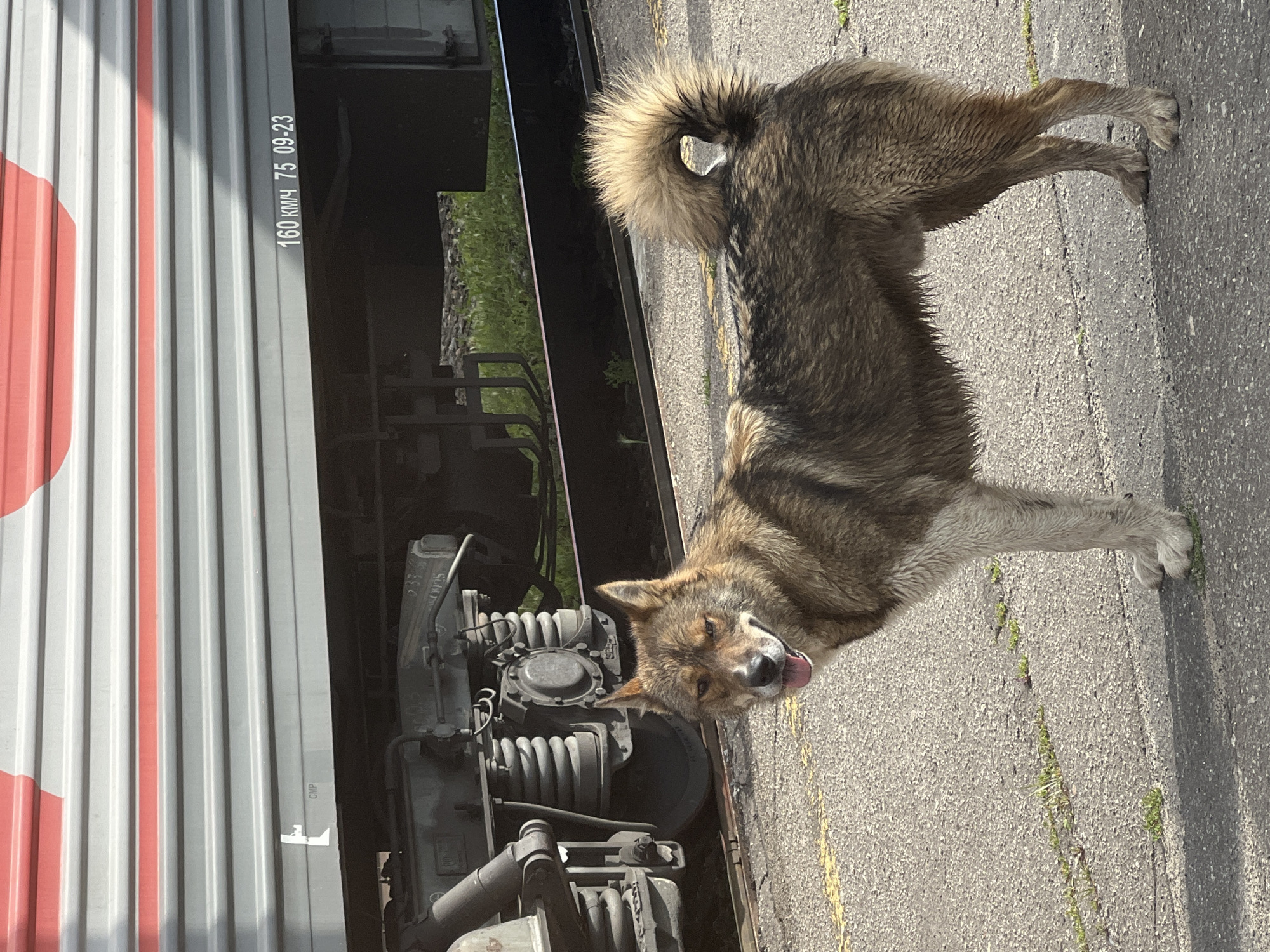 In the city of Kanash, Russia, a medium-sized dog with brown and tan fur stands on a paved surface next to a train track. The dog is facing the viewer, with its tongue slightly out and its ears perked. Its fur appears wet and matted in some areas. Behind the dog is a train car, with visible wheels and suspension system. The train car is gray with red stripes and has text printed on its side, including "160 KM/H 75 09-23". The ground is a rough, gray asphalt with some patches of green grass and a yellow line. The lighting suggests it is daytime, with shadows cast on the ground.