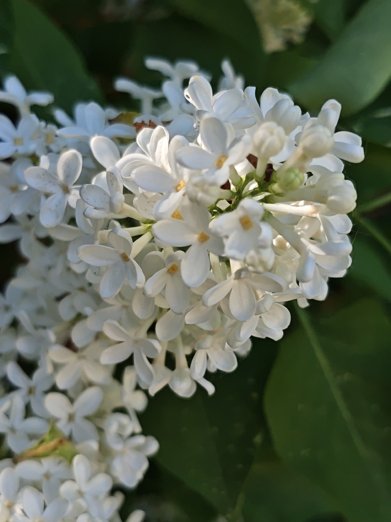 A close-up image features a cluster of white lilac flowers in full bloom. The flowers are characterized by their four delicate petals and prominent yellow stamens. The blossoms are tightly packed, forming a dense and visually appealing arrangement. The flowers are partially illuminated by sunlight, which casts gentle shadows and highlights their intricate details. Dark green leaves provide a contrasting backdrop, enhancing the brightness of the white flowers. The setting is Боровково, Russia.