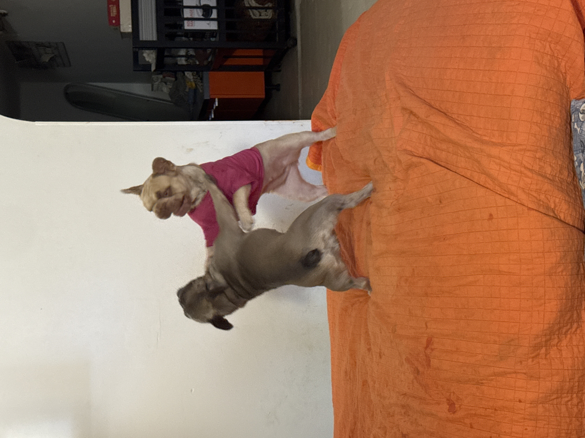 The image depicts two French Bulldogs engaged in playful interaction on a large, orange, quilted surface, likely a bed or a large cushion. The dog on the left is primarily visible from the back and side, appearing to be darker in color. The dog on the right, which is lighter in color, is wearing a bright pink shirt. This dog is facing towards the left dog and has its forepaws raised, appearing to be in mid-motion. The background includes a white wall, an arched doorway, and shelving units with various items. The scene is indoors. There is no indication that this image is located in San Benedetto del Tronto, Italy.