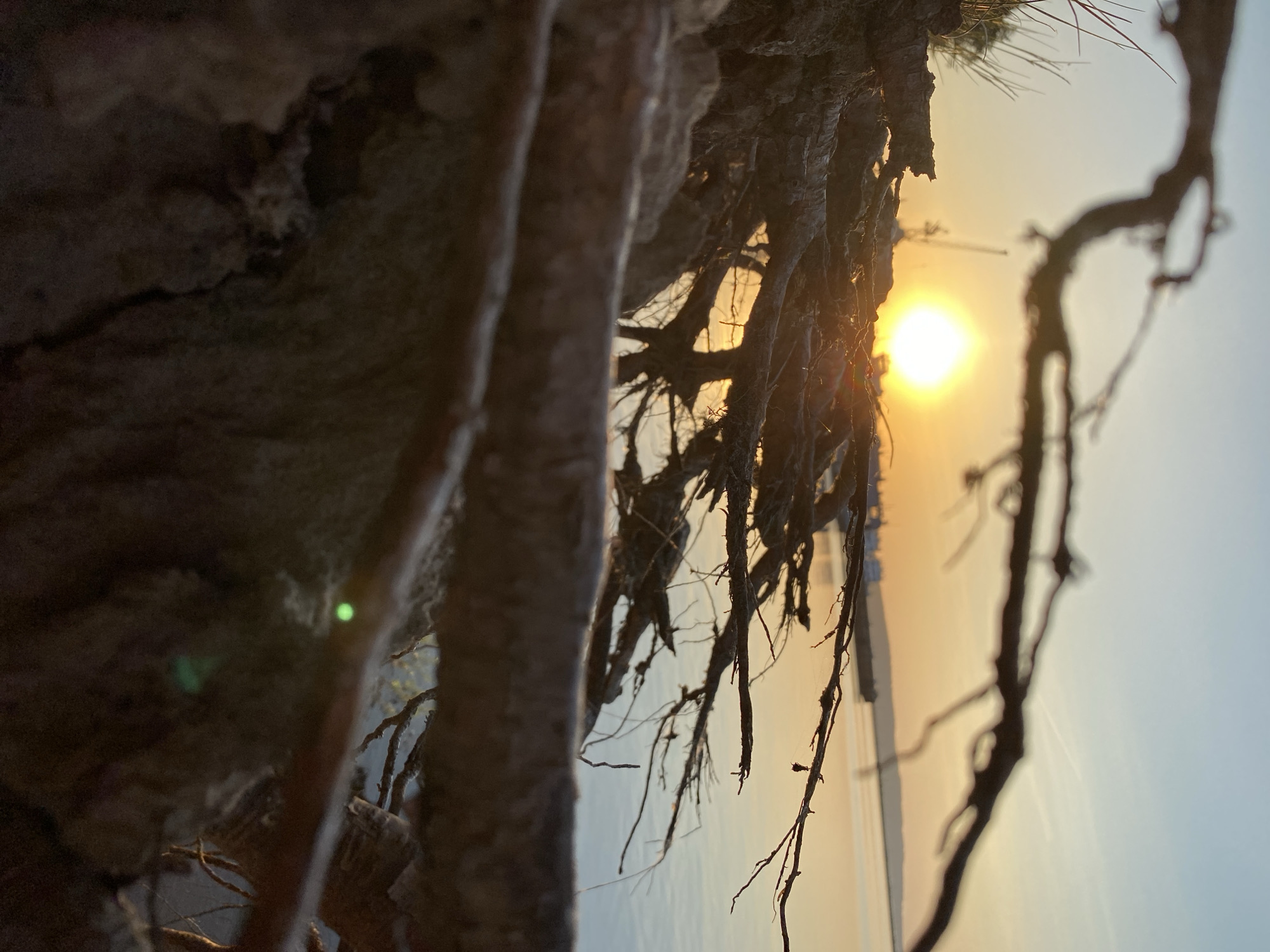 A landscape image taken at eye level shows a rocky formation with plant roots hanging down and out of frame with the sun partially visible above a body of water.
The bottom left of the frame contains a rock formation that is partially in focus, showing some small cracks and crevices. To the upper right of this rock, there are plant roots that are hanging down. A bright sun is visible behind and above the roots, with rays of light emanating from it. The bottom right of the frame contains a light blue body of water. The photo has been taken at eye level and tilted.
The location is unknown.