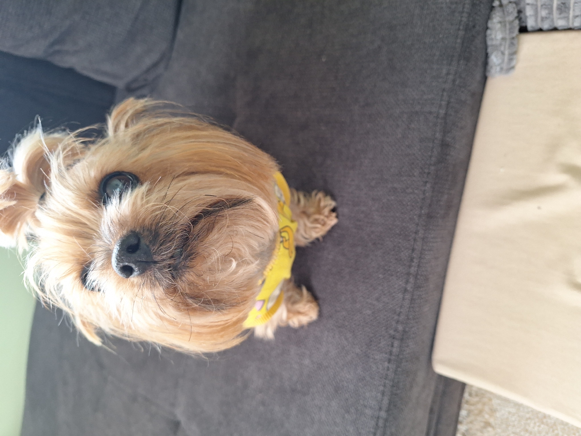 A tan Yorkshire Terrier dog is resting on a grey fabric couch. The dog has a black nose, brown fur around its face and tan longer fur on top of its head. It is wearing a yellow patterned bandana. Part of the couch's back and a light-colored surface are visible. The photo was taken from above. No location information can be provided.