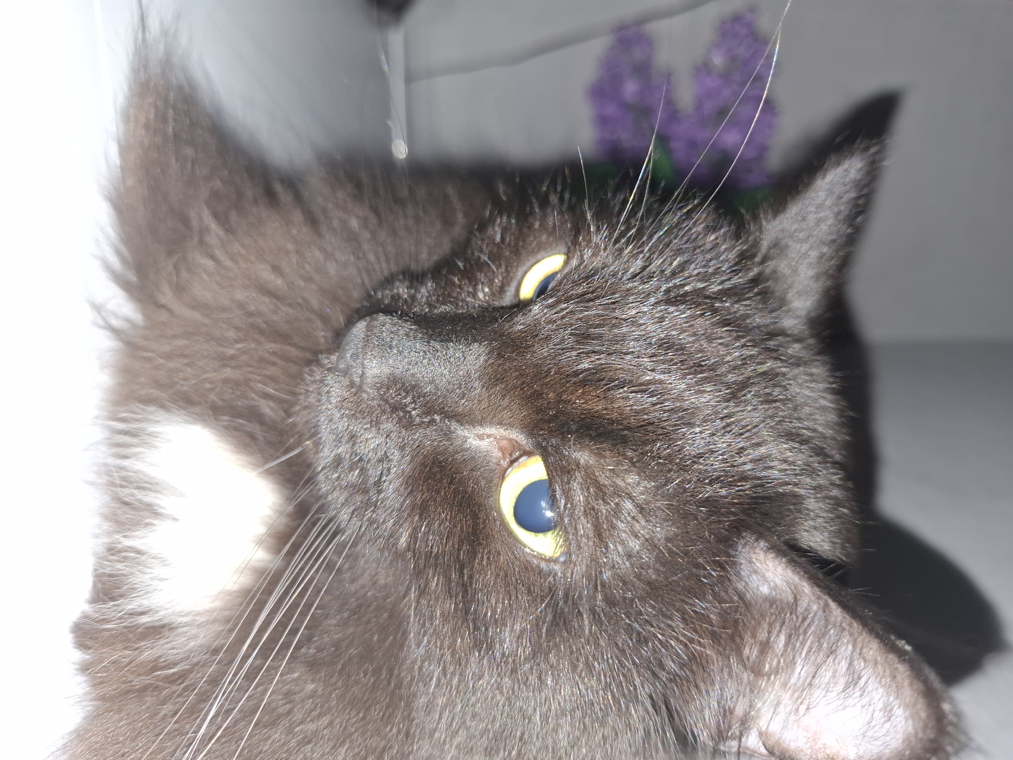 A close-up photograph depicts a black cat with yellow eyes. The cat is facing the camera and tilted to the side. The cat appears to be indoors, and purple flowers are visible behind it. The image does not contain information to determine it was taken in the city of Chaikovsky, Russia.