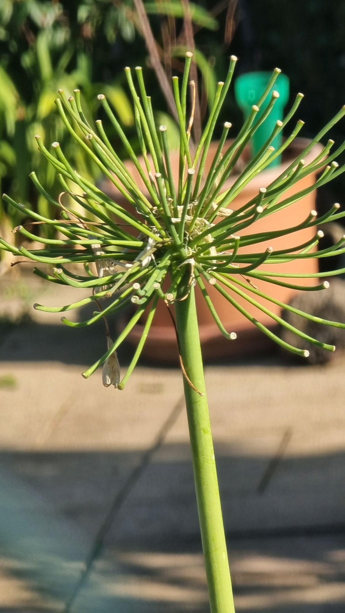 A close-up, slightly tilted, eye-level shot focuses on the top portion of a green, stalk-like plant in Sant Joan les Fonts, Spain. The plant has numerous thin, green stems radiating outwards from a central point, resembling a starburst or fireworks. The tips of these stems appear to be cut or naturally ended, revealing lighter colored interiors. Some of the stems are curved, with a few hanging downwards. A single, dried, light-colored, bell-shaped remnant of a flower or seed pod hangs from one of the lower stems. A small, light-colored insect, possibly a grasshopper or praying mantis, is visible on one of the stems in the upper left quadrant of the image. The background is blurred, showing green foliage and the top of an orange terracotta pot. The ground in the foreground is a concrete or paved surface with distinct shadows.