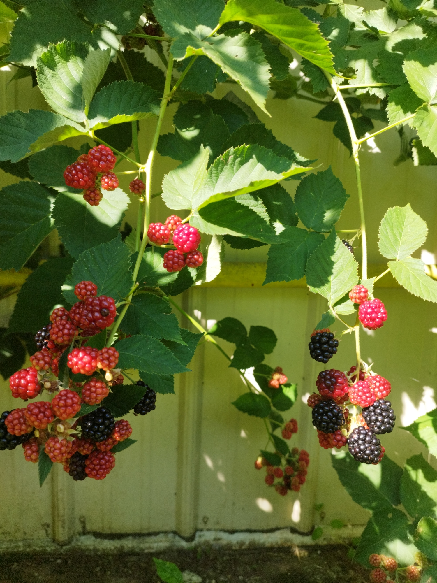 A close-up, eye-level, outdoor shot showcases a blackberry bush with ripening berries against a lightly colored, vertical paneled wall. The bush has large, green, serrated leaves and thin, fuzzy stems. Clusters of blackberries, in various stages of ripeness from bright red to deep black, hang from the branches. Some berries are smooth and round, while others are composed of multiple drupelets. Sunlight filters through the leaves, casting dappled shadows on the bush and the wall behind it. The bottom of the image shows a darker, rough textured ground surface, possibly soil or mulch, with a few stray green leaves. The scene appears to be in a garden or yard in Bucharest, Romania, given the style of the wall and the typical vegetation. There are no people or animals visible in the frame, and no actions are occurring other than the natural growth and ripening of the fruit. The overall impression is one of a sunny, summer day in a natural setting.