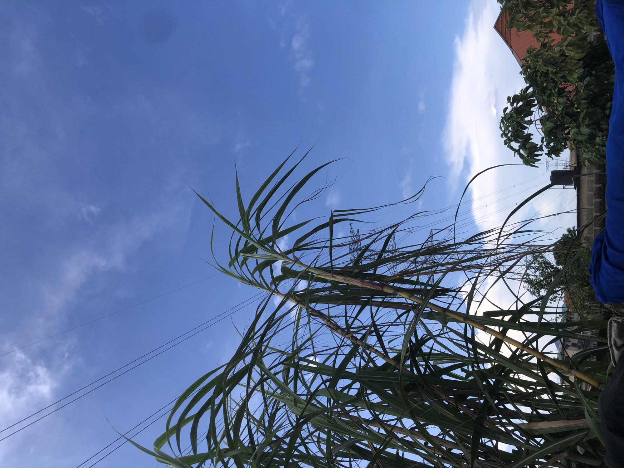 A vertical, low-angle shot captures a bright blue sky filled with scattered white clouds. In the foreground, a cluster of tall, green sugarcane stalks dominate the left side of the frame. The sugarcane features long, slender leaves and segmented stalks, some of which are tinged with reddish-brown. Thin black power lines traverse the upper portion of the sky, stretching from left to right. Below the sugarcane and to the right, a red-tiled roof of a building is visible, along with lush green trees and a black water tank. A grey brick wall runs horizontally across the mid-ground, and a blue tarp or fabric is partially visible in the bottom foreground, obscuring the ground. The scene appears to be an outdoor setting in a residential area, likely in Ado, Nigeria, given the climate and vegetation. There are no people or animals visible in the image.