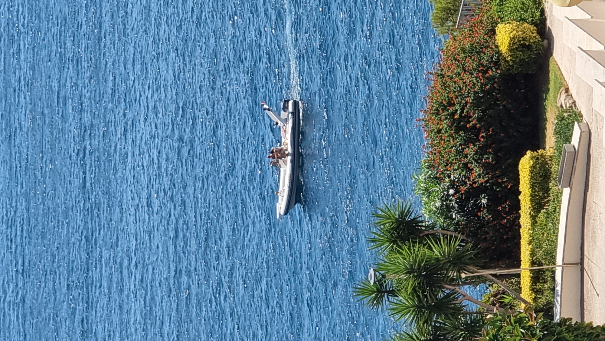 The image depicts a wide-angle view of the Mediterranean Sea in Roses, Spain, on a sunny day. The water is a deep blue, with a slight rippling texture indicating a gentle breeze. In the middle of the frame, a white rigid inflatable boat (RIB) with a dark blue stripe along its side is moving from left to right, leaving a faint wake. The boat carries at least four individuals. Two people are visible standing near the center, and another appears to be lying down on the stern. A small flag is attached to the stern. In the foreground, lush greenery dominates the scene, with spiky palm-like plants on the left and a dense bush covered in small red flowers on the right. A low, white concrete structure with a rectangular planter box runs along the bottom of the frame, suggesting a patio or walkway area. The overall scene is one of leisure and a coastal environment.