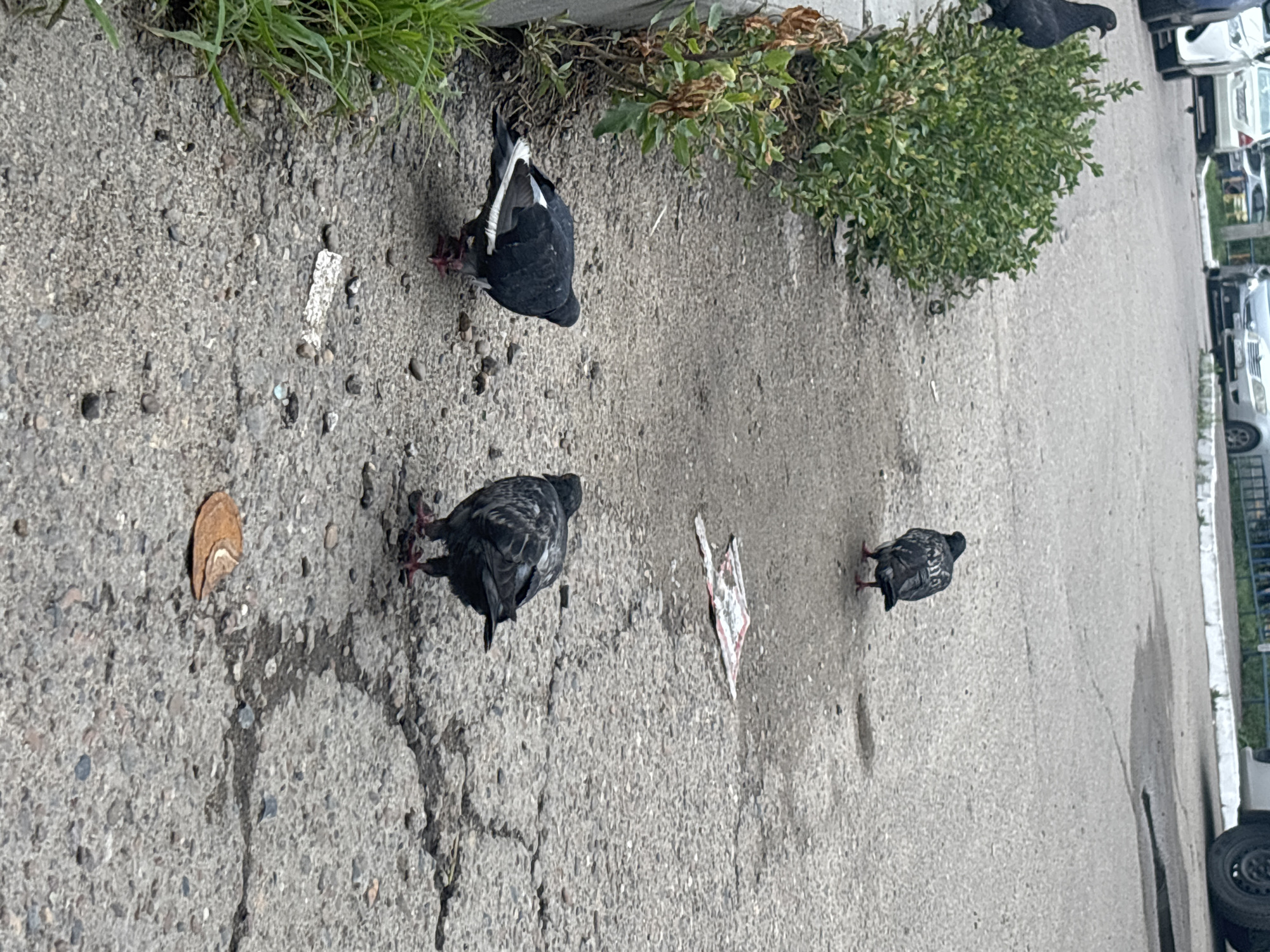 Four pigeons are visible on a cracked asphalt surface. Two pigeons are in the foreground, one facing left and the other facing away from the camera. In the background, two more pigeons are present, one facing right and the other facing away. A green bush is on the left side of the frame. A discarded piece of paper and a brown circular object are on the ground. Cars are visible in the distance. The location is a street in Blagoveshchensk, Russia.
