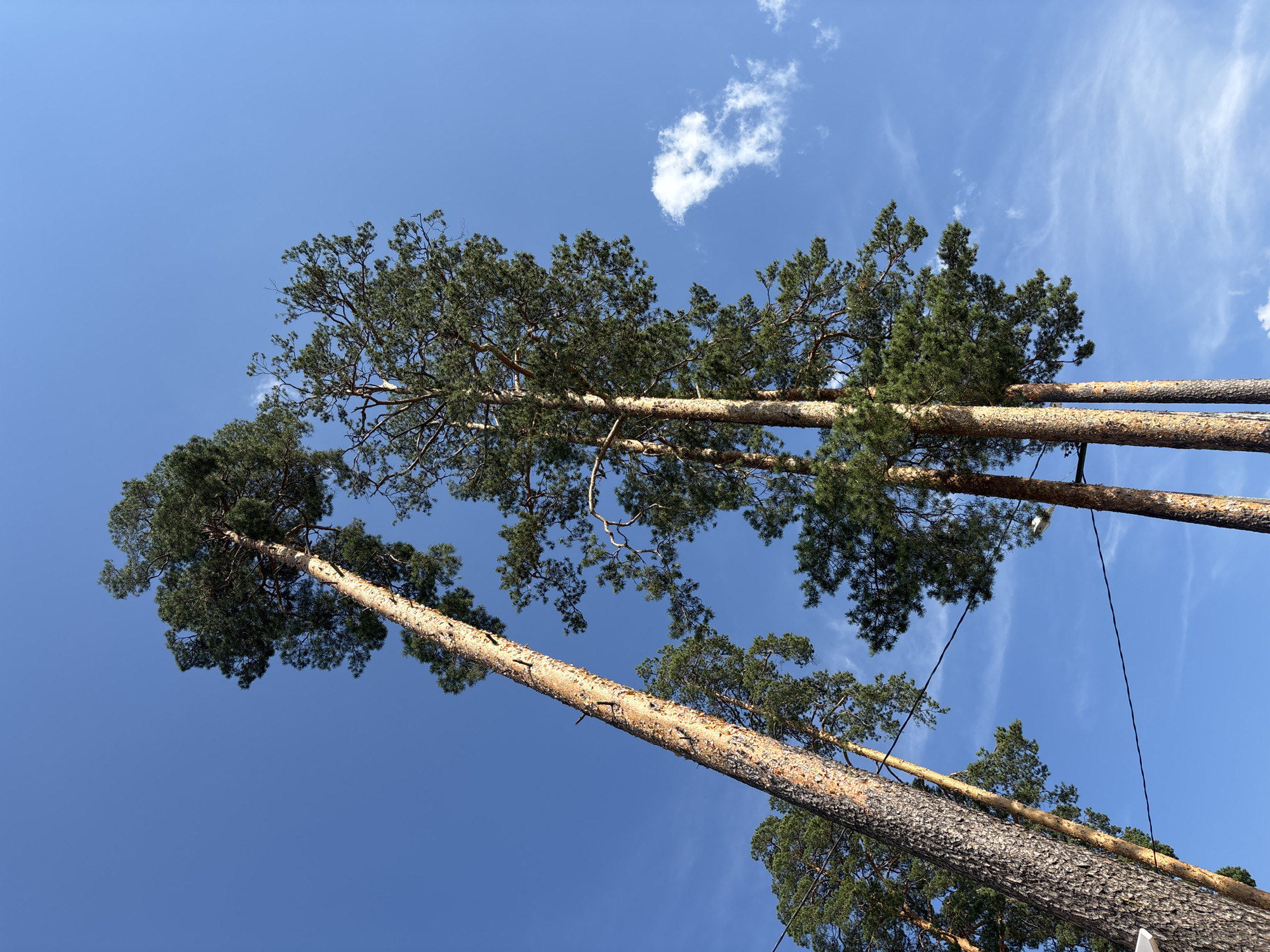 This is a low-angle shot looking up at tall pine trees against a bright blue sky with wispy white clouds. The trees are a mix of green foliage and rough, textured brown bark. There are visible power lines strung between the trees, and a streetlamp can be seen on the right side of the image. The scene appears to be in an outdoor, natural setting, possibly a park or a wooded area within the city of Kurovskoye, Russia. There are no people or animals visible in the image.
