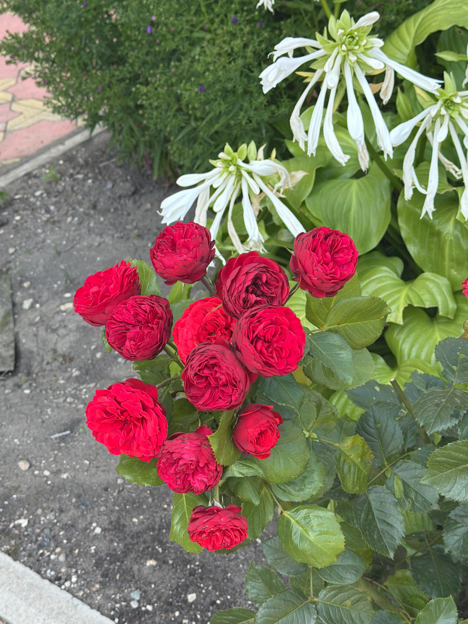 A close-up, eye-level shot captures a cluster of vibrant red roses in full bloom, set against a backdrop of lush green foliage and delicate white flowers. The roses, with their tightly packed petals, showcase a deep, rich crimson hue. The white flowers, with their slender, cascading petals, provide a stark contrast to the intense red of the roses. The surrounding leaves are a deep, verdant green, with some showing hints of lighter green and brown, suggesting varying stages of growth and health. The ground beneath the plants appears to be a mixture of dark soil, gravel, and a small section of a paved pathway with a light beige and pink pattern. The image is well-lit, with natural light illuminating the subjects and creating soft shadows. The overall impression is one of a well-maintained garden, possibly in a residential area or park. This scene could be located in Yessentuki, Russia, known for its sanatoriums and parks, where such floral displays are common. There are no people or animals visible in the frame, and no actions or interactions are depicted.