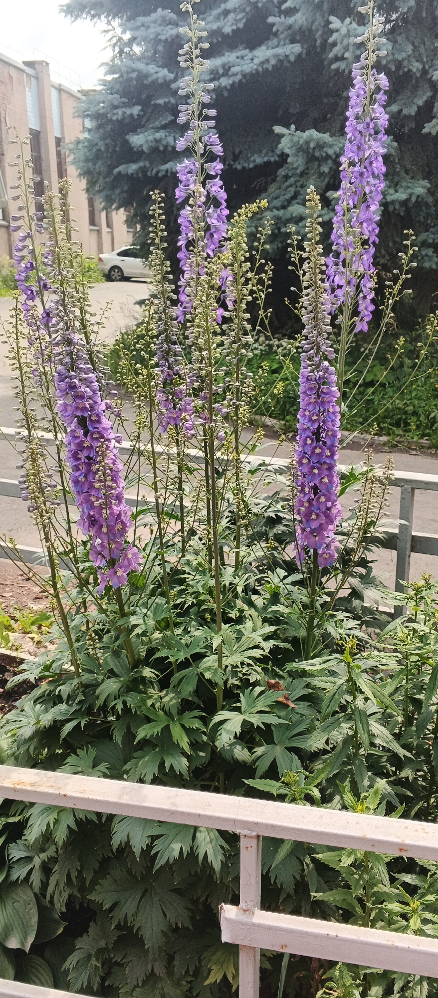 The image depicts a close-up view of several tall, flowering plants with vibrant purple blossoms, likely delphiniums, growing in an outdoor setting. The flowers are arranged in spiky inflorescences along tall green stems. The foreground is dominated by the lush green foliage of these plants, with some broader leaves visible. A light-colored metal railing runs horizontally across the lower part of the frame, partially obscuring the lower sections of the plants and the ground beneath them.
In the background, a blurred urban environment is visible. A light-colored building with a brick facade and windows can be seen to the left. Behind the flowers, a large, dark green conifer tree with a distinctive branching pattern stands prominently. Further in the background, a white car is parked on a paved area, suggesting a street or parking lot. The overall impression is of a well-maintained garden or public space with floral arrangements set against an urban backdrop. The lighting suggests it is daytime, with overcast or diffused sunlight, creating a soft light that highlights the colors of the flowers and foliage. There are no visible people or text in the image. The setting appears to be Izhevsk, Russia, as indicated by the provided location context.