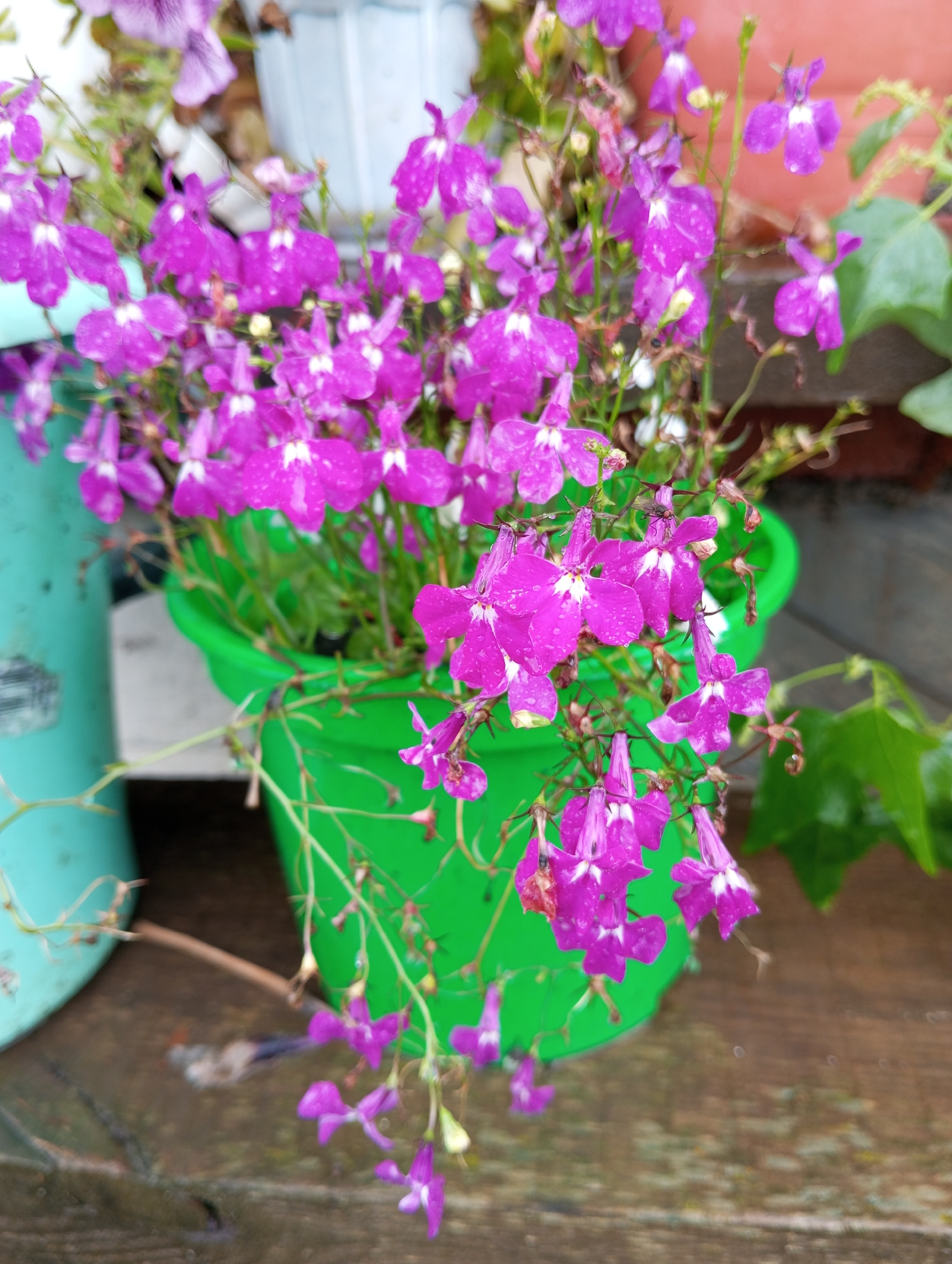 The image shows a close-up view of bright pink lobelia flowers in a green plastic pot. The flowers are delicate with white centers. Some of the petals have water droplets on them, suggesting it may have recently rained. The pot is sitting on a wooden surface, possibly a deck or table, outdoors. In the background, out of focus, are other plants and what appears to be a light blue container. The overall impression is one of a vibrant, natural setting, likely in a garden or patio. There is no discernible location in the city of Verkhnyaya Pyshma, Russia, or any indication of human activity.