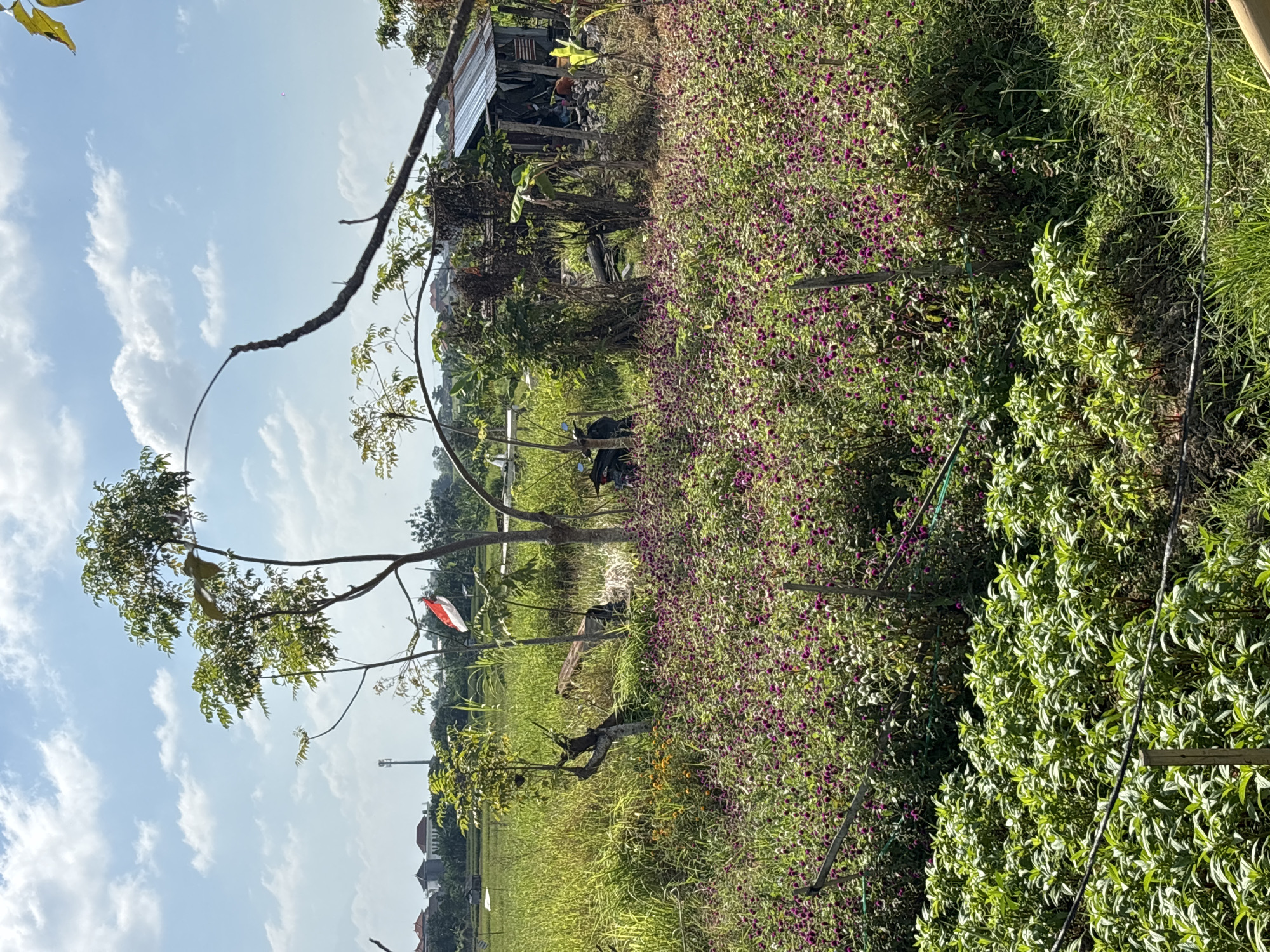 The image depicts an outdoor scene on a bright, sunny day with a blue sky dotted with white clouds. In the foreground, a dense patch of vibrant green plants is visible. Behind this, a field of purple flowers stretches across the middle ground, interspersed with some white blooms and yellow flowers. A few wooden stakes with wire fencing are present in this area.
Further back, several trees grow, one of which has a small Indonesian flag (red and white) attached. To the right, a rustic, weathered wooden shack with a corrugated metal roof stands amidst overgrown vegetation. A motorcycle is parked to the left of the shack. In the background, a rice field can be seen, with some buildings and a telecommunications tower in the distance, suggesting an urban or semi-urban environment. The overall impression is one of a rural or semi-rural landscape within Denpasar, Indonesia. There are no people actively engaged in any specific actions within the frame.